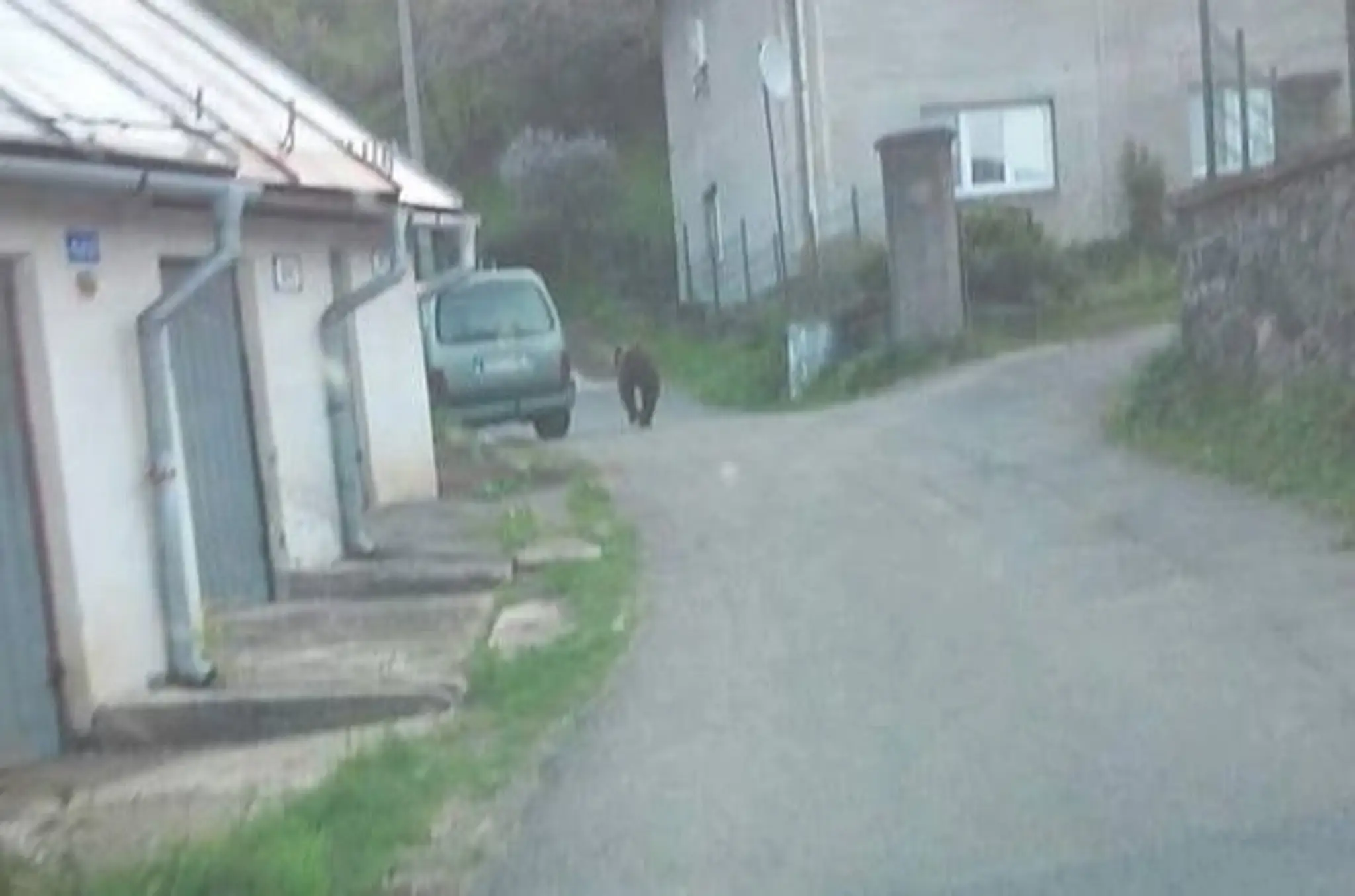 Medveď pobehuje po Kremnici