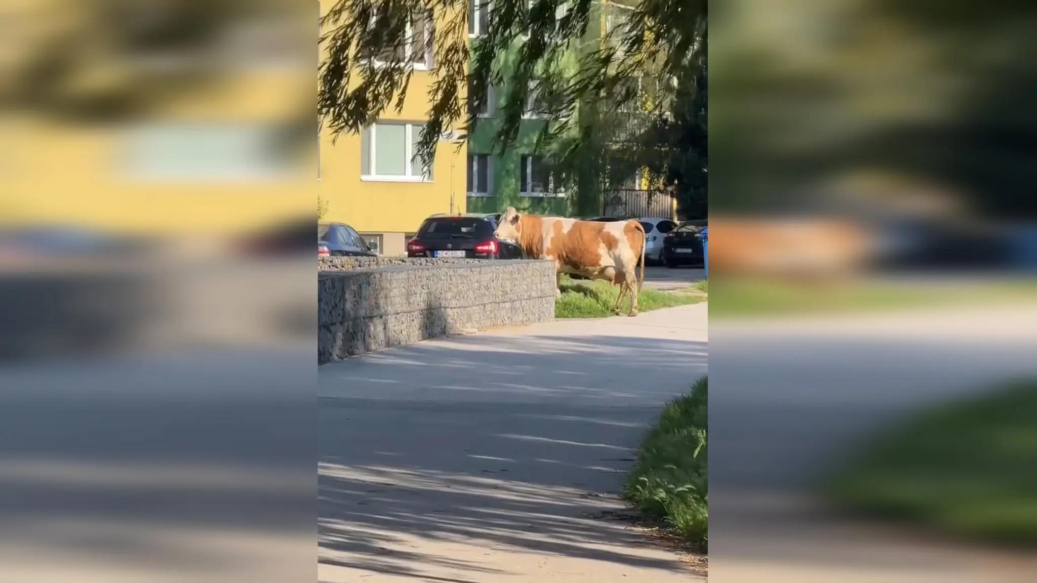 Krava šokovala obyvateľov košického sídliska