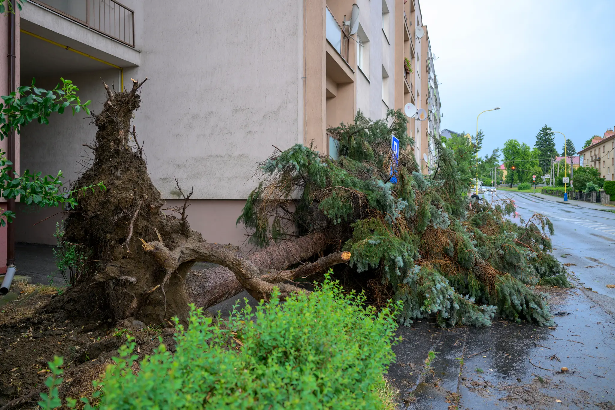 Na snímke spadnutý strom na Grešovej ulici po intenzívnych búrkach v Prešove 7. júla 2025