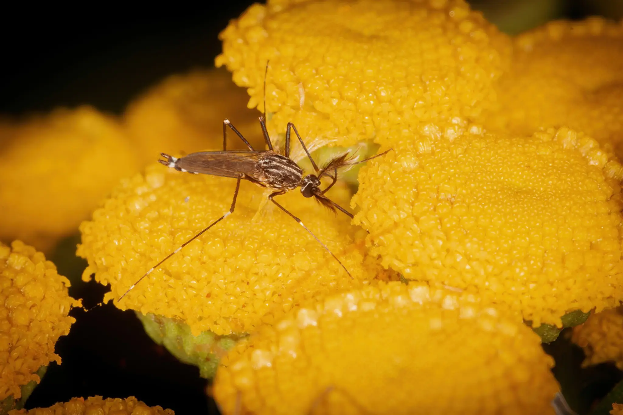 Ázijský komár (Aedes japonicus japonicus)