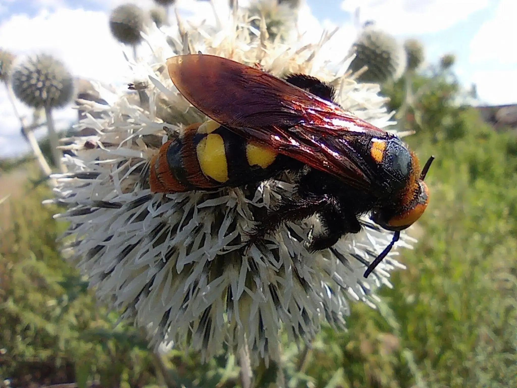 Megascolia maculata