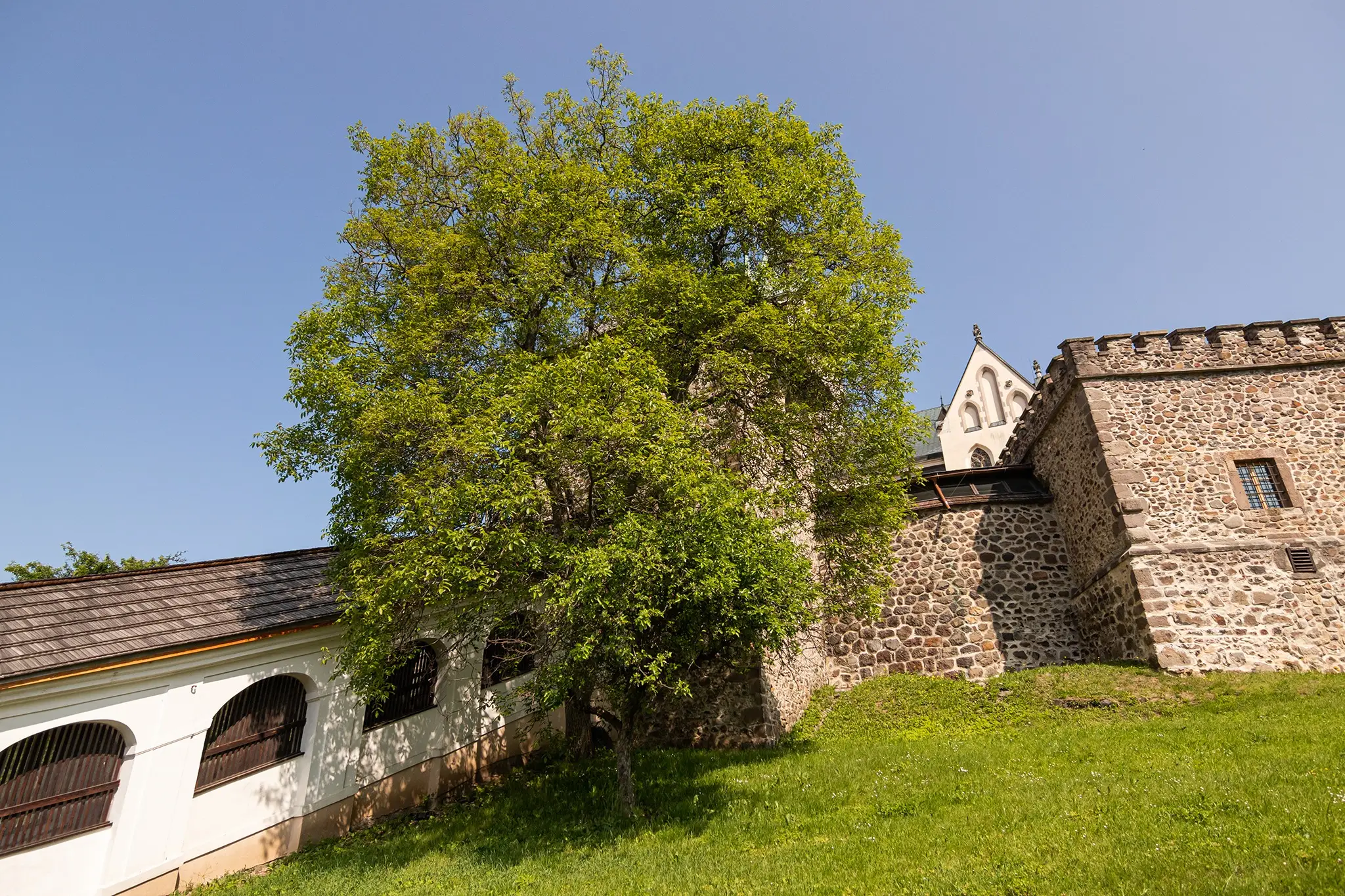 Orech kráľovský 100 rokov Kremnica – pri vstupe do Mestského hradu, okres Žiar nad Hronom