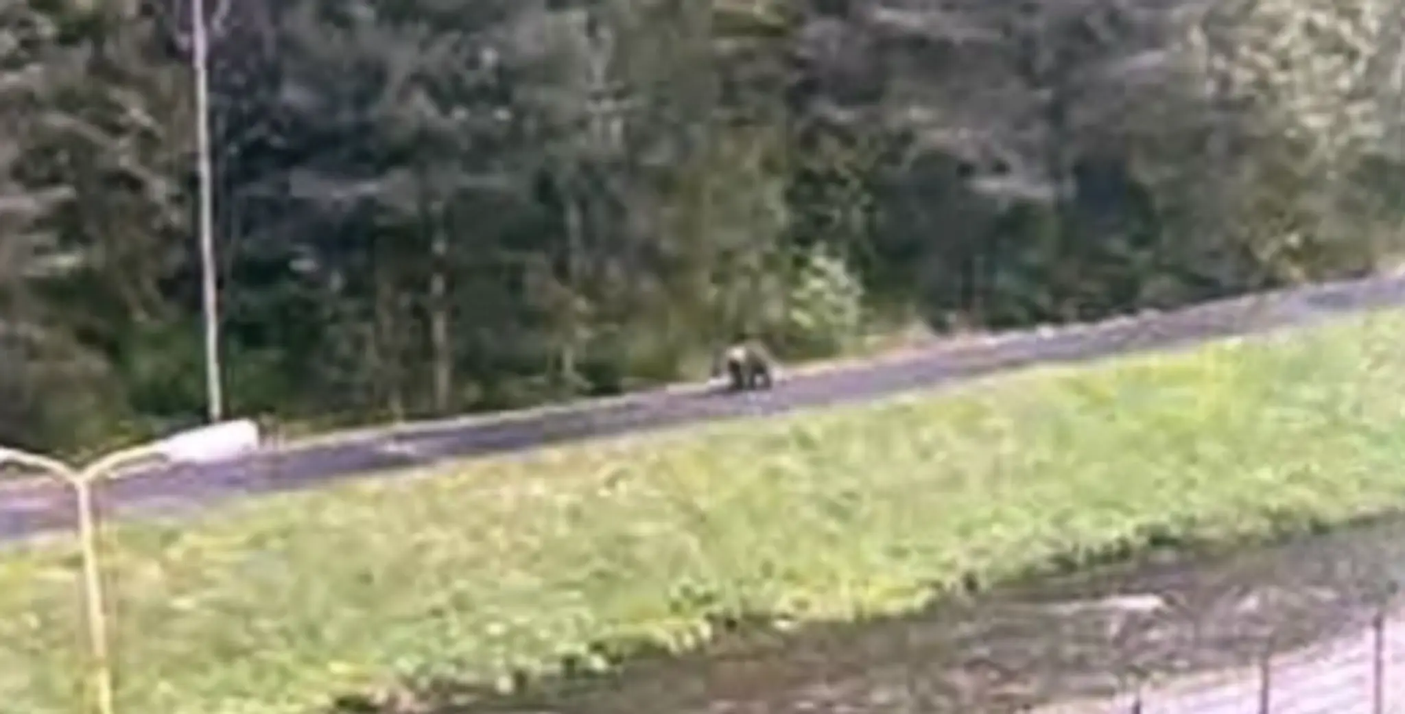 Na snímke medveď, ktorého videli na cyklistickom chodníku.