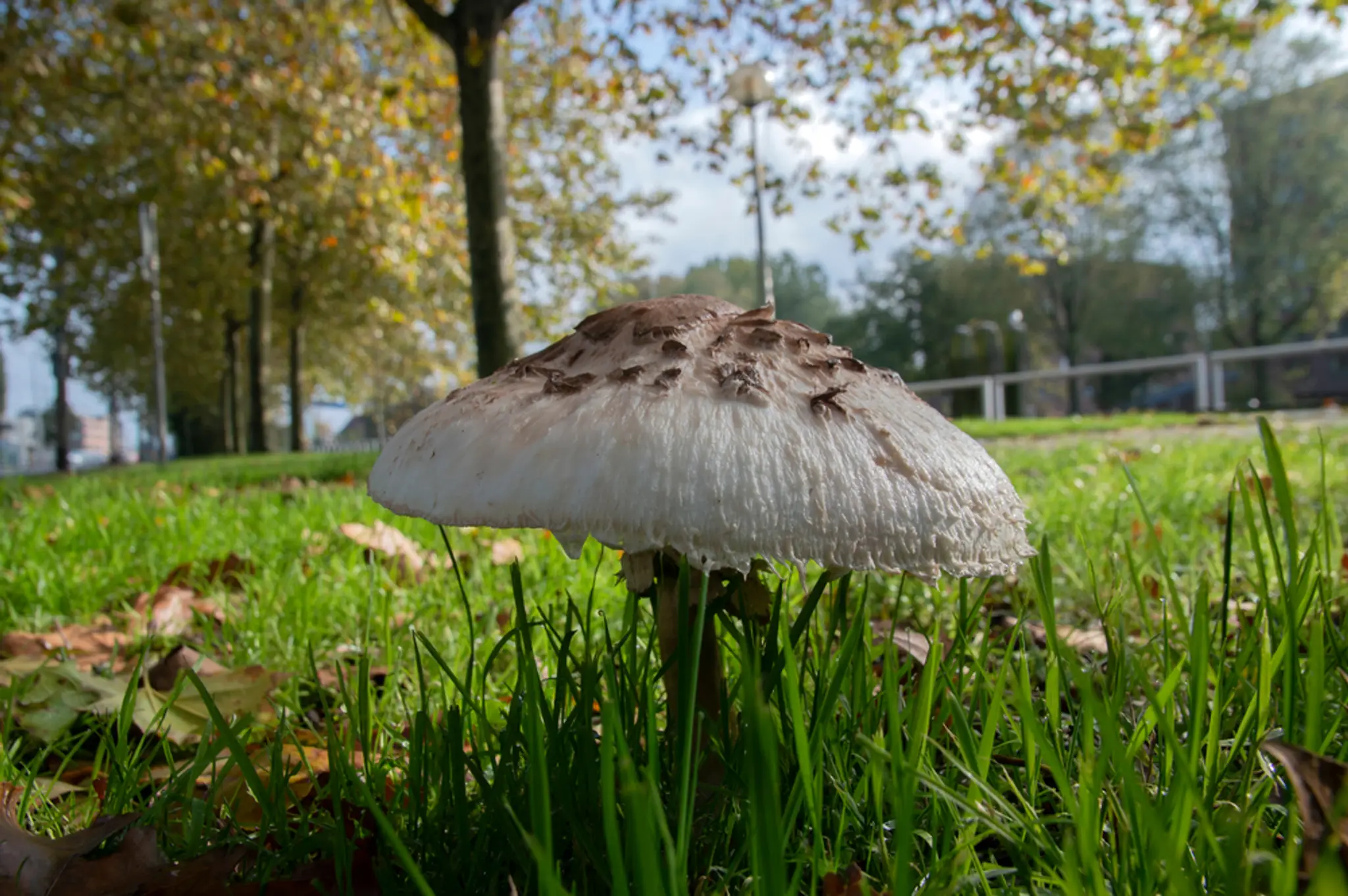 Bedľa záhradná