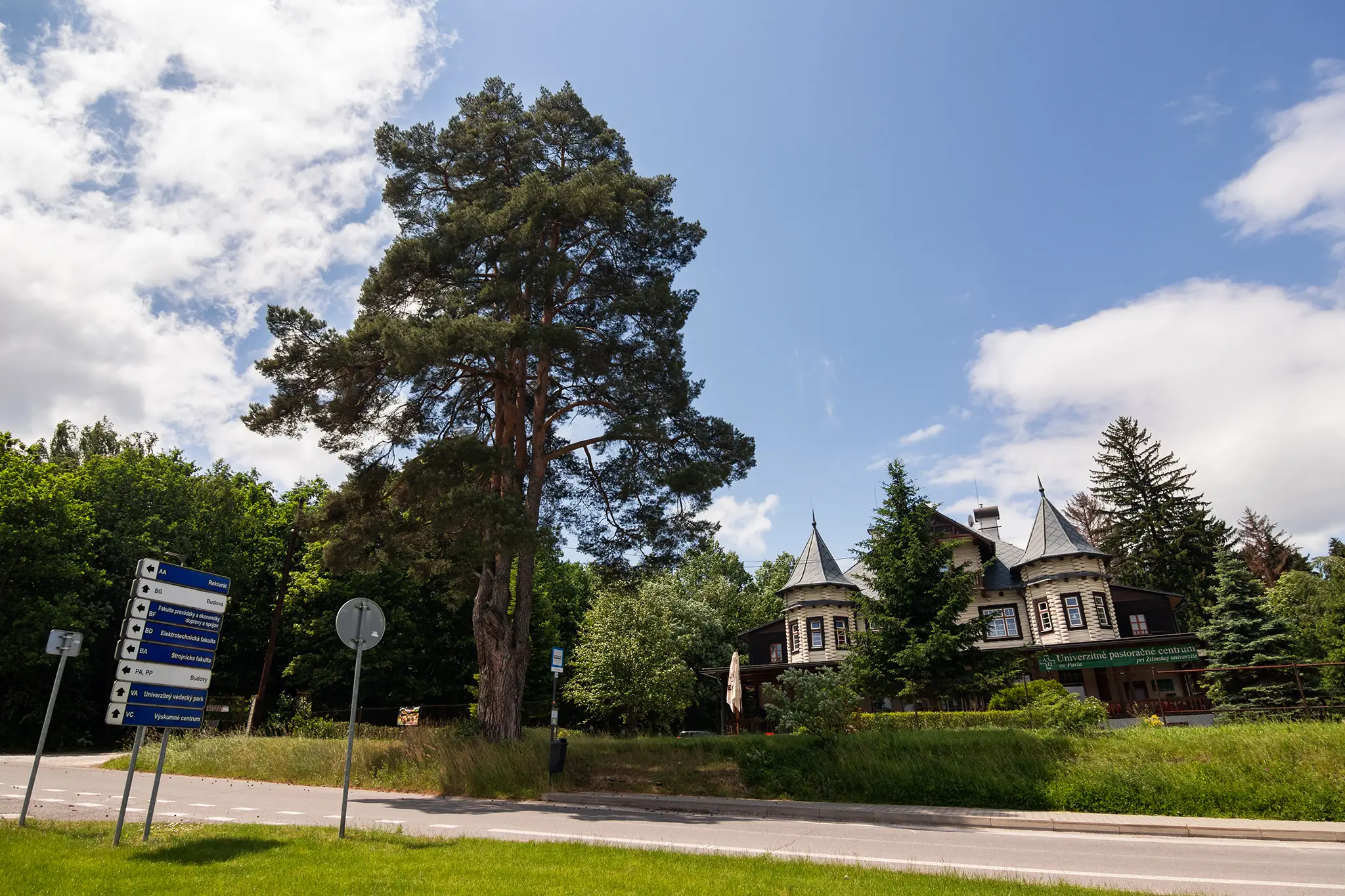 Borovica lesná Univerzitné pastoračné centrum pri Žilinskej univerzite, okres Žilina 120 rokov