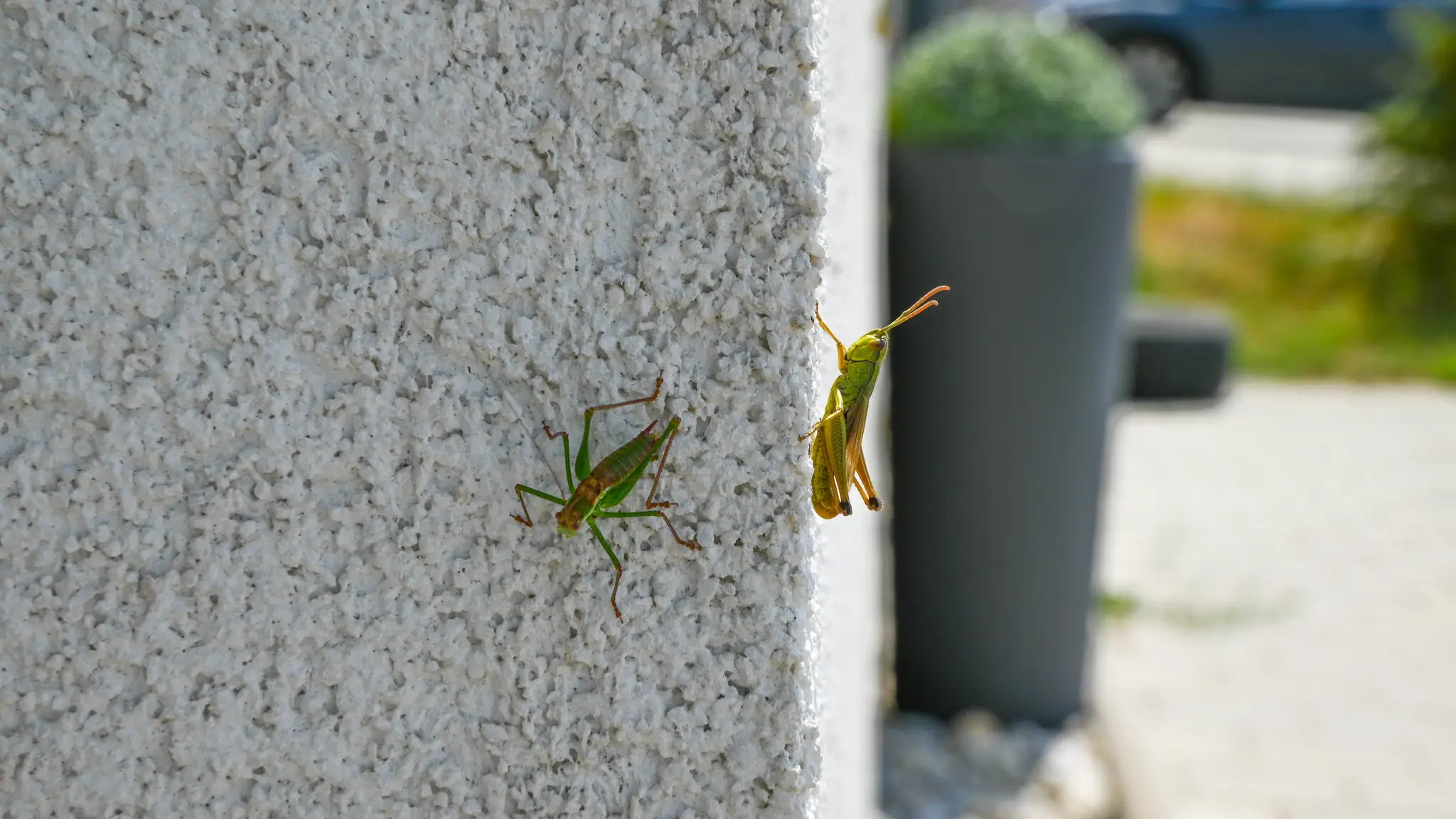 Lúčne koníky v Stupave a okolí