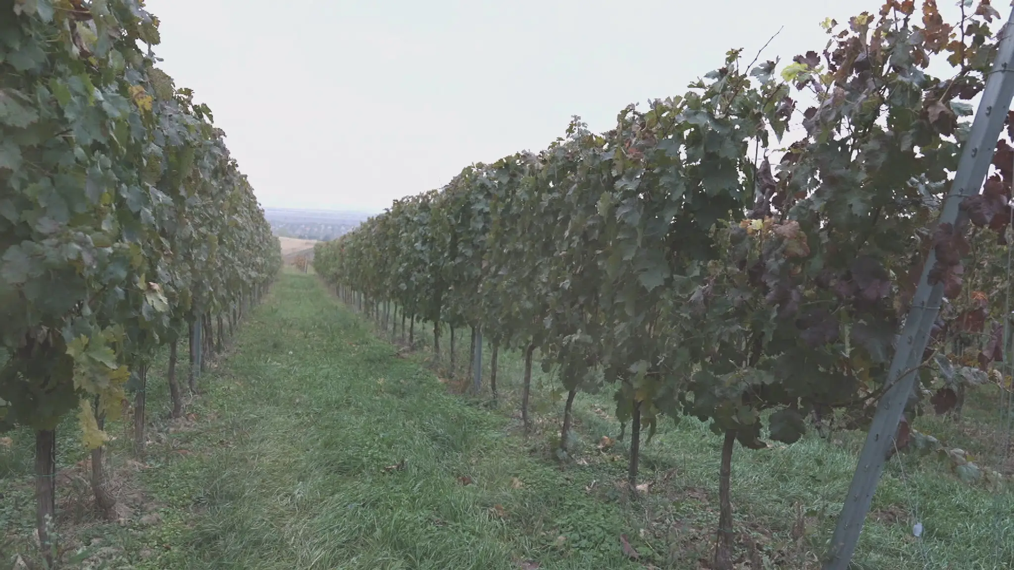 Vinice v Strekove