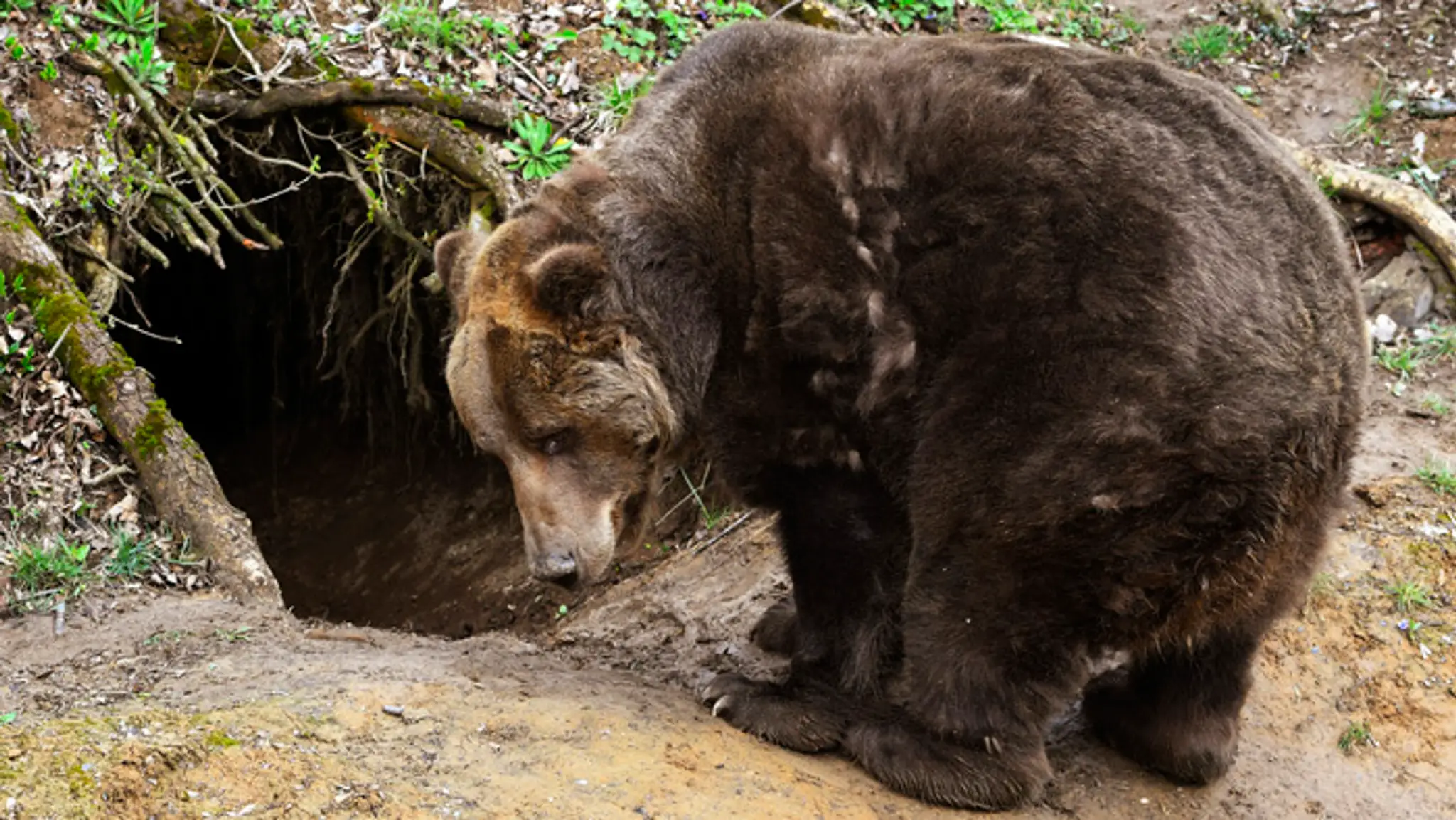 Medveď hnedý v košickej zoo, ktorú otvorili po 101 dňoch.