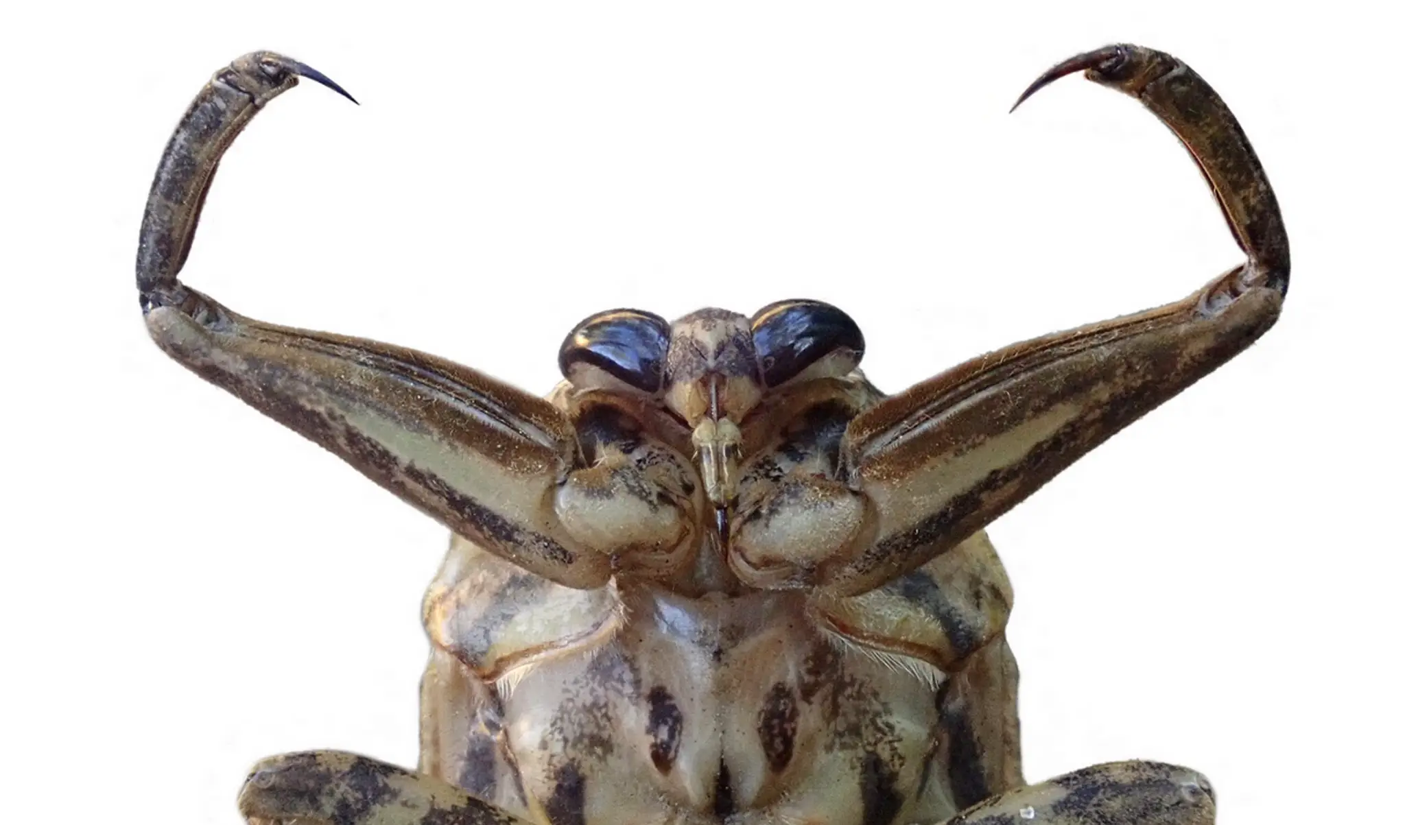 Belostóma veľká (lat. Lethocerus patruelis)