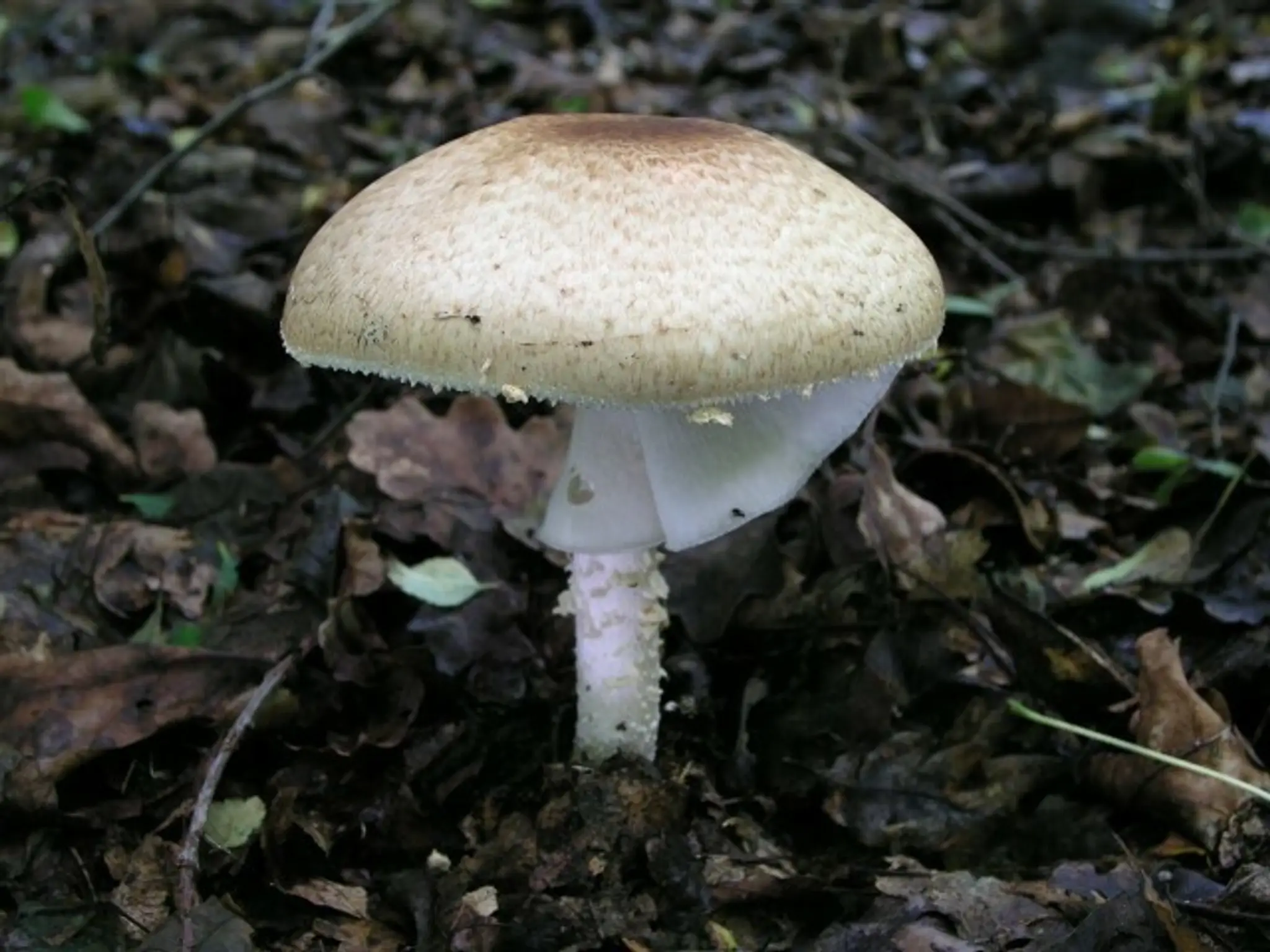 Jedovatá huba - pečiarka jarabičia.