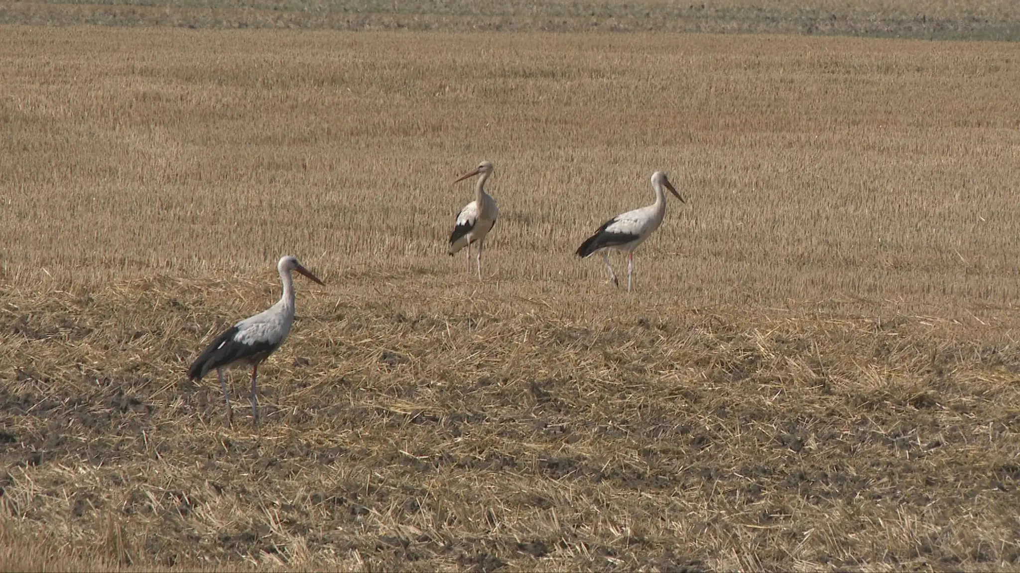 Drop veľký.