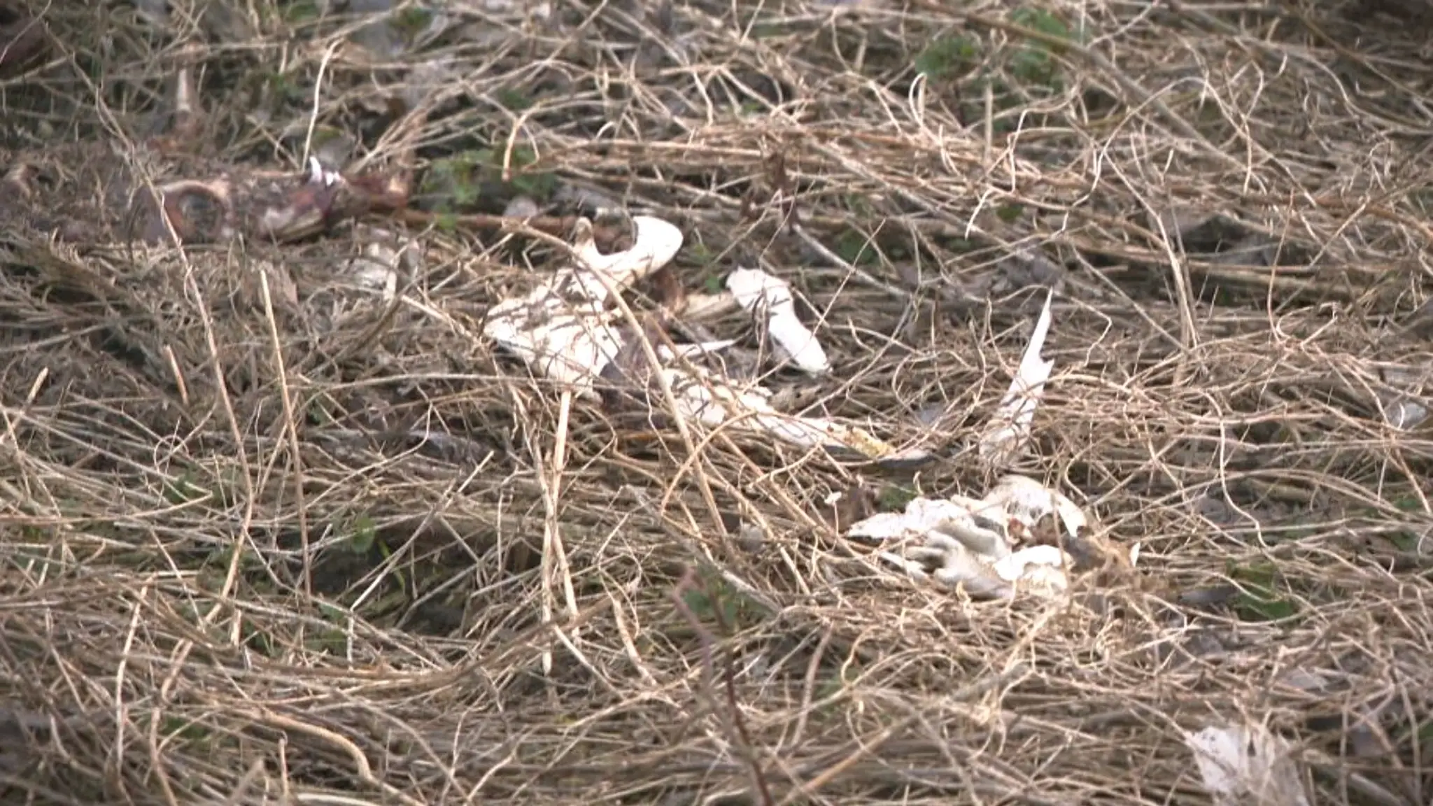 Pohodené časti uhynutých zvierat okolo nádrže Boleráz.