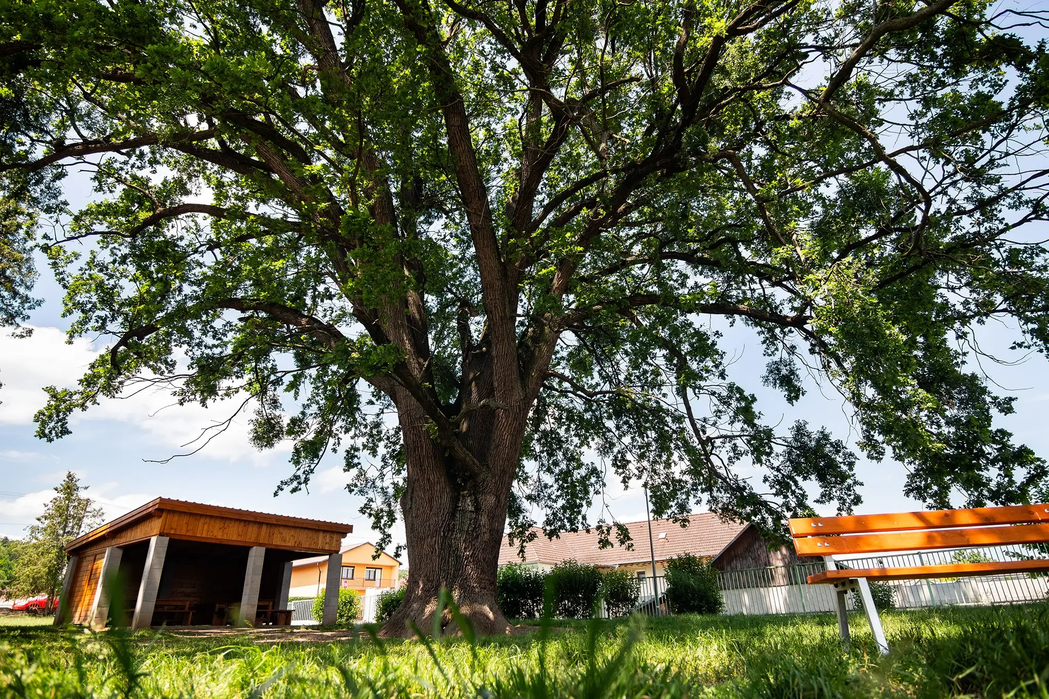 Dub sivozelený Areál ZŠ s MŠ Jána Smreka, Melčice Lieskové, okres Trenčín 270 rokov