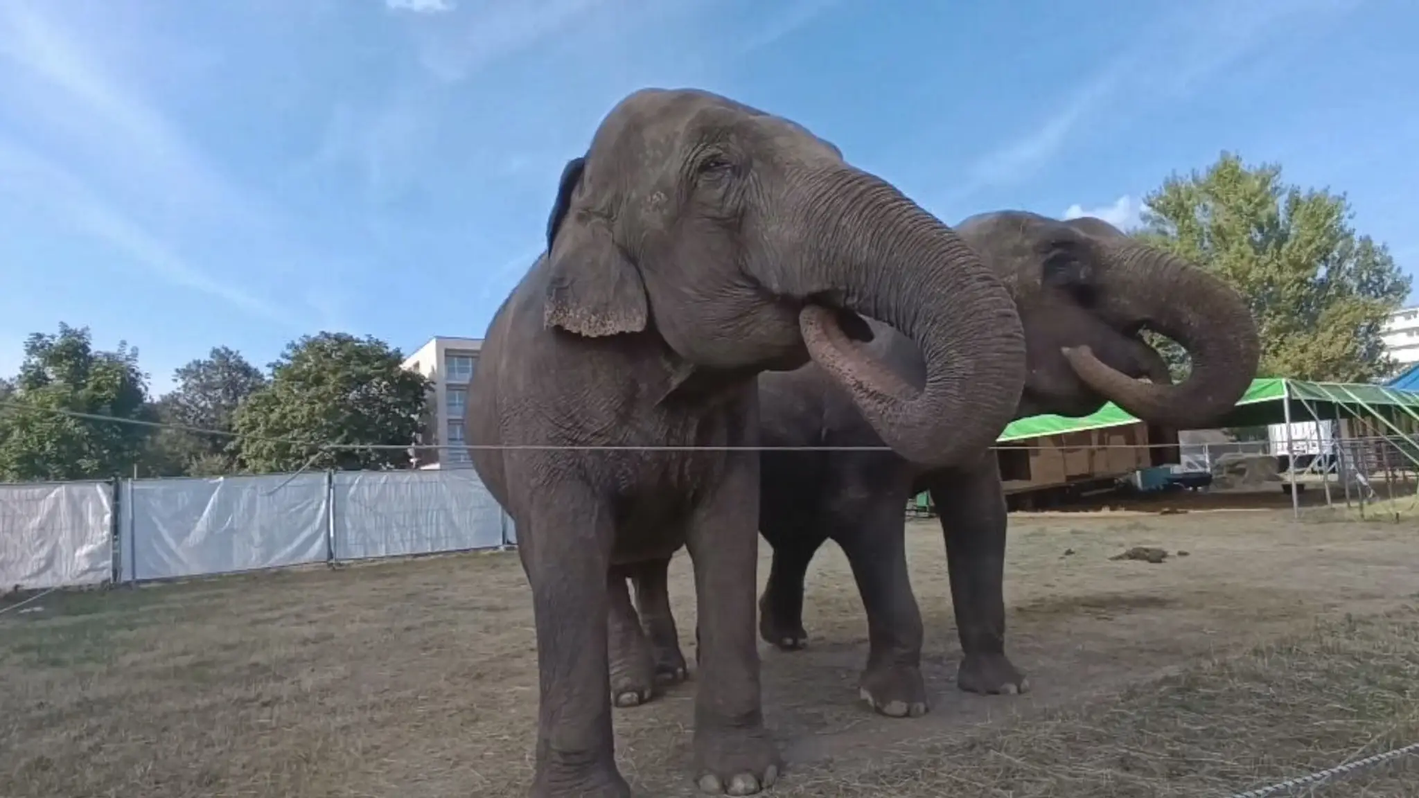 Mobilnú zoo v Košiciach nechcú.