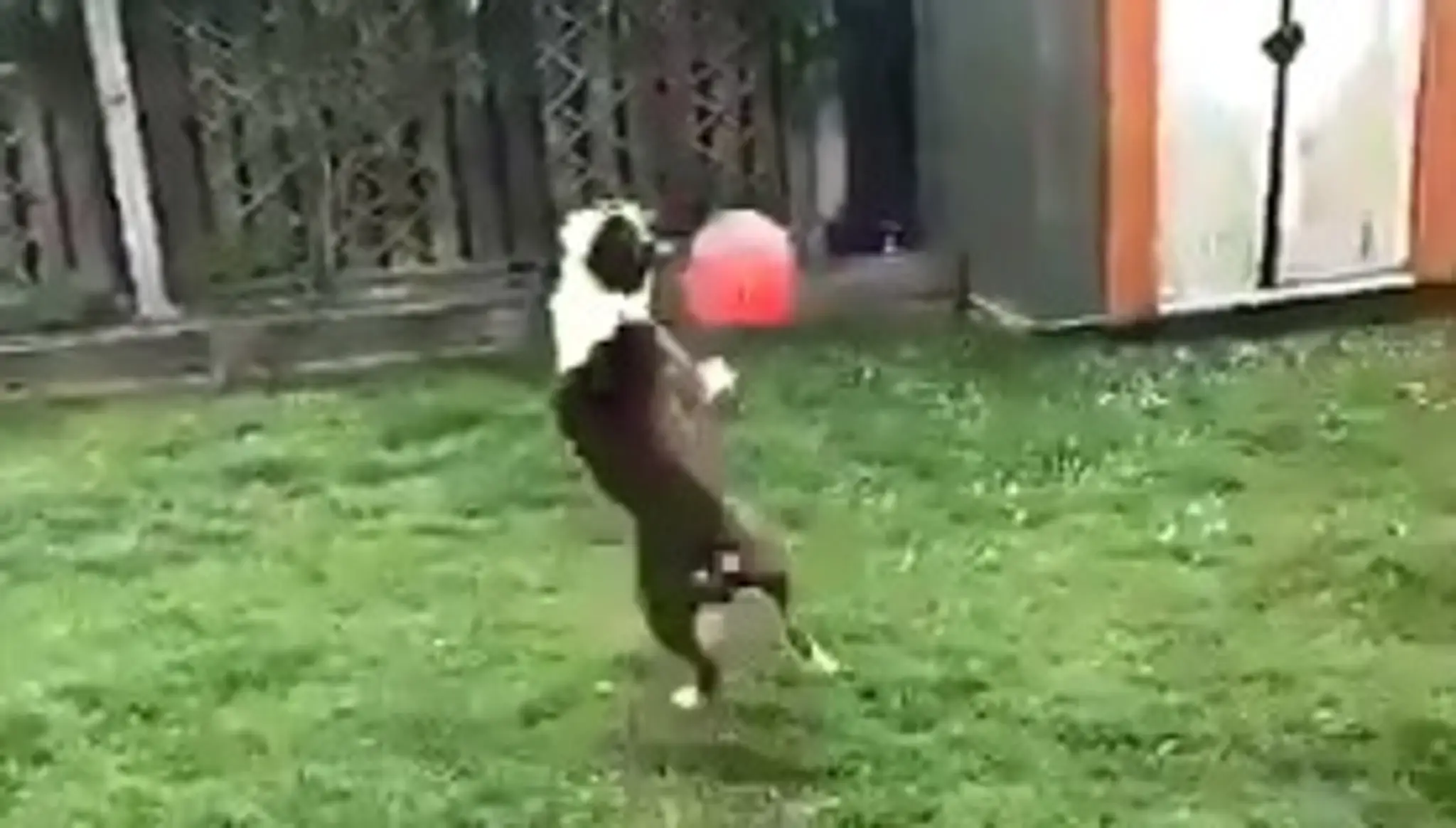 Buldog Ollie spracováva loptu.