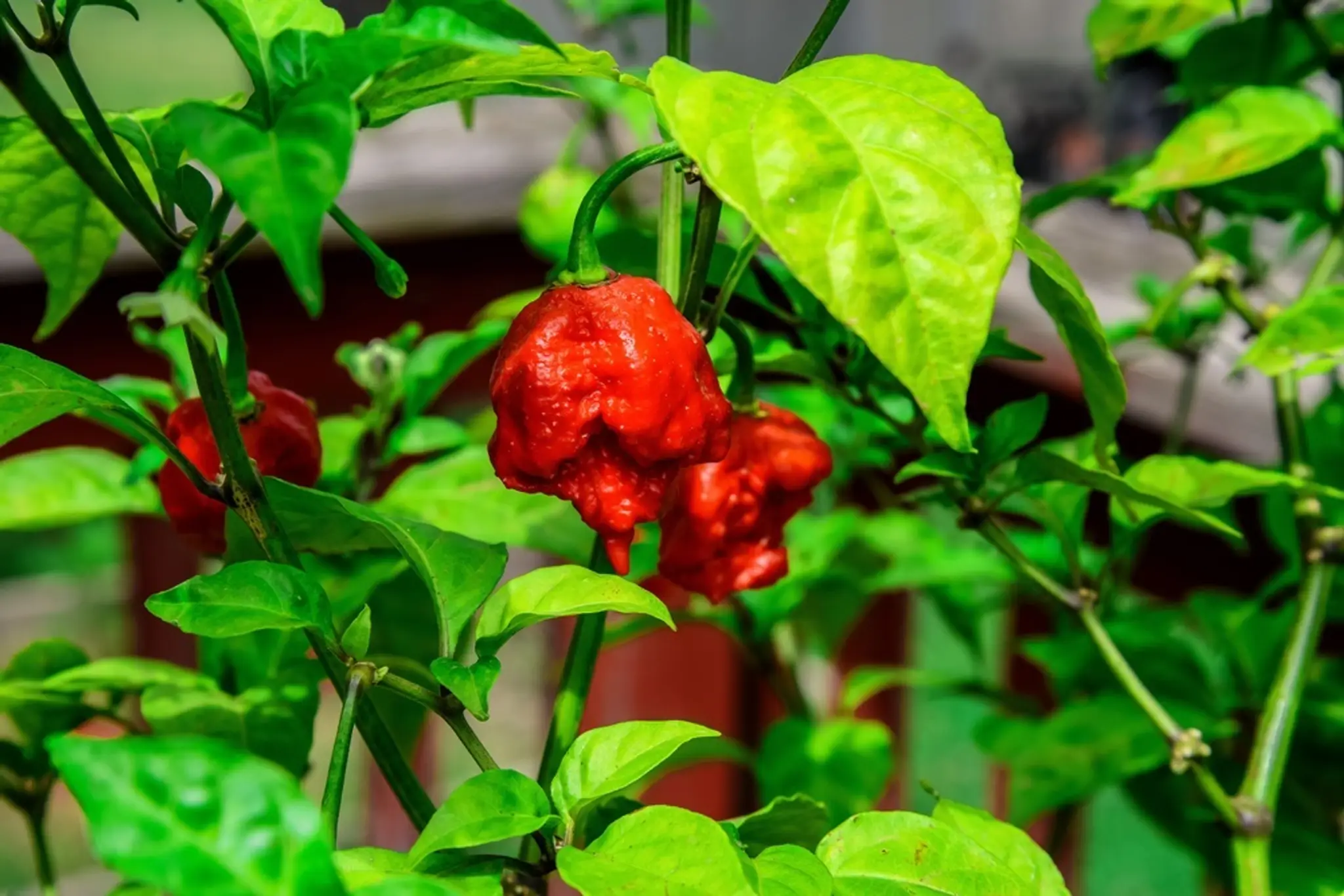 Carolina Reaper, najpálivejšiu čili papričku na svete.