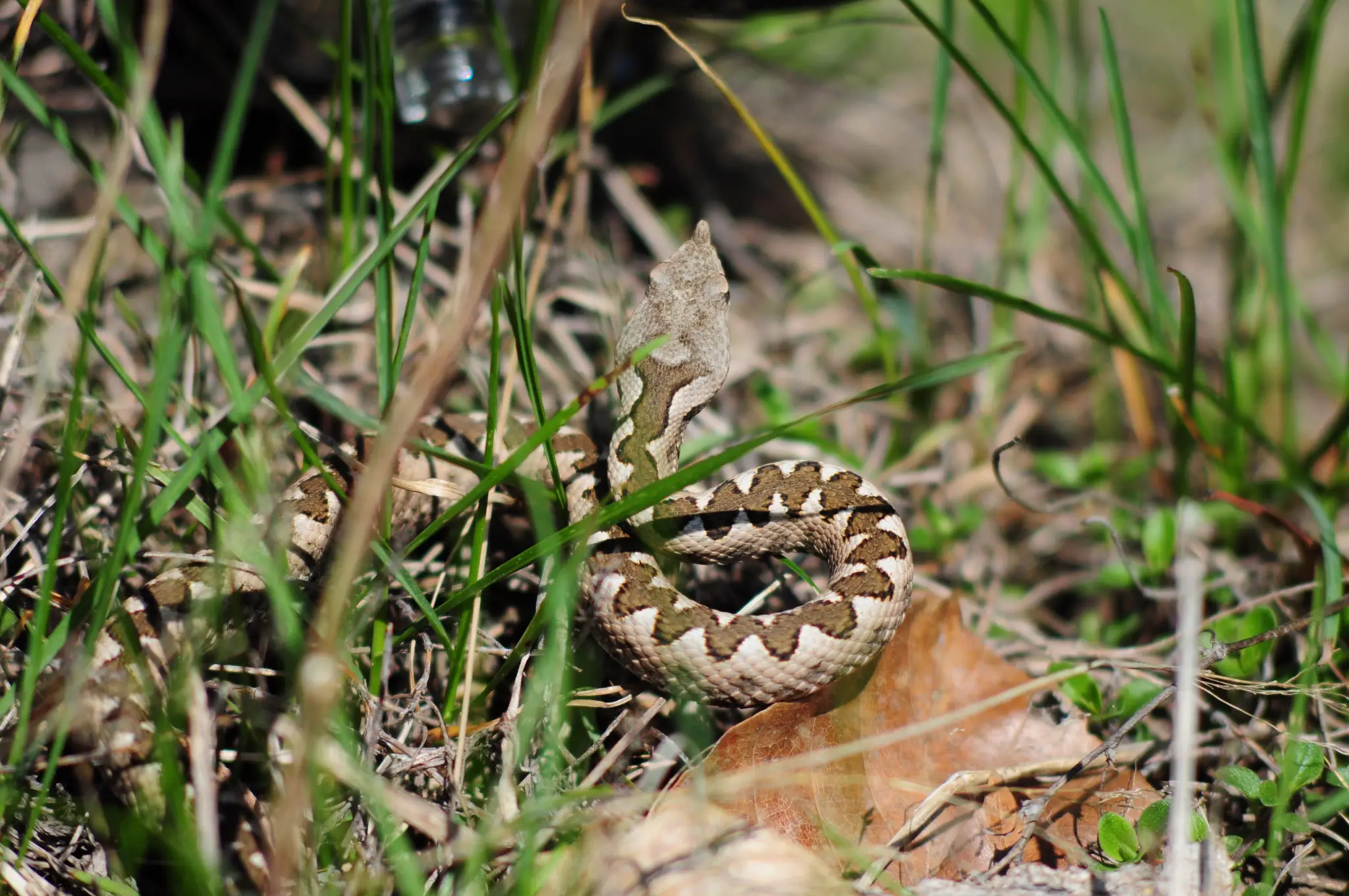Vretenica rožkatá (Vipera ammodytes). Ilustračná snímka.