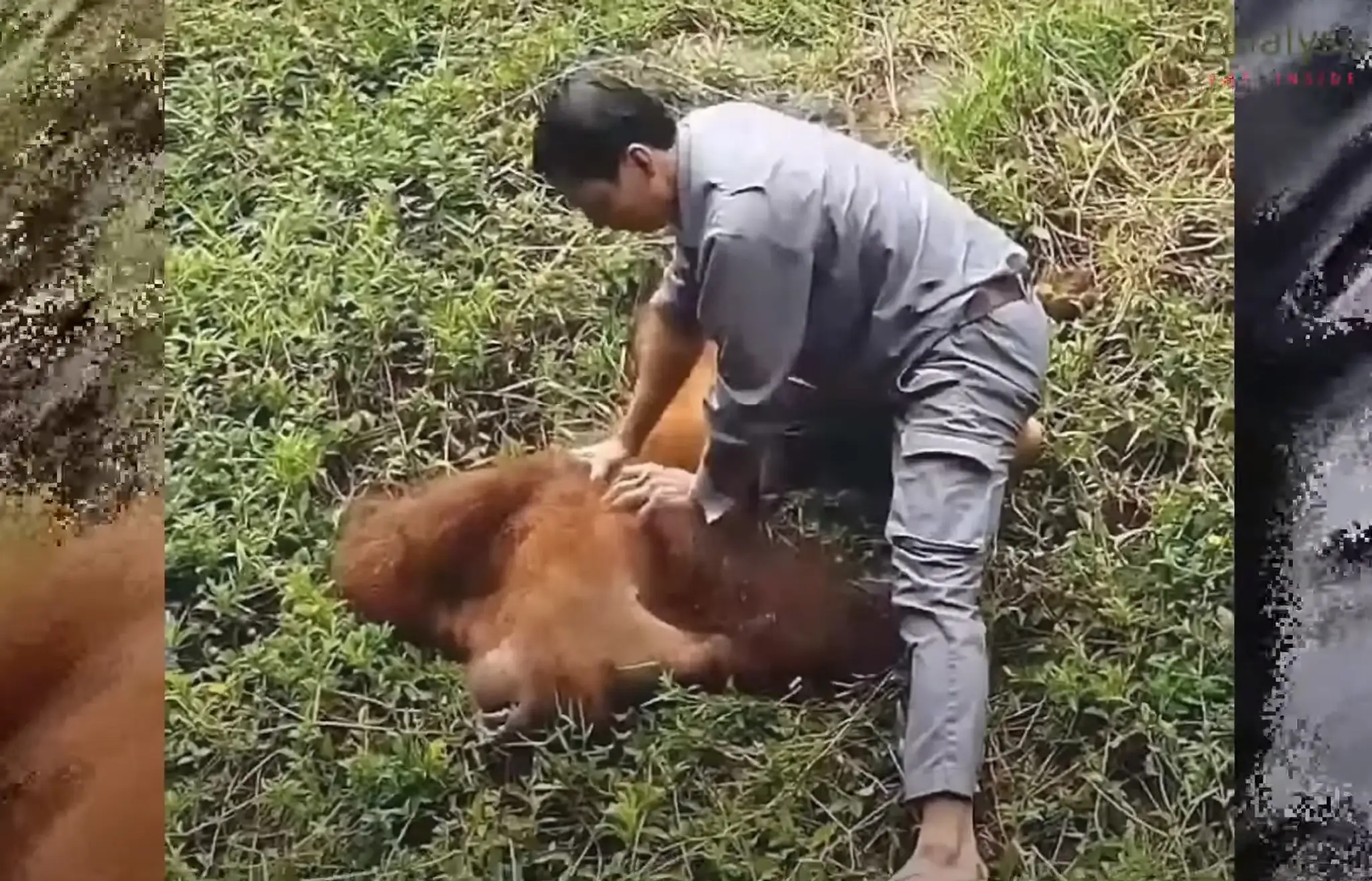 záchrana orangutana