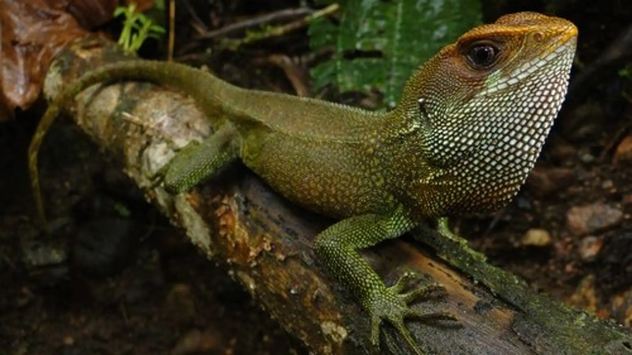 Enyalioides dickinsoni.