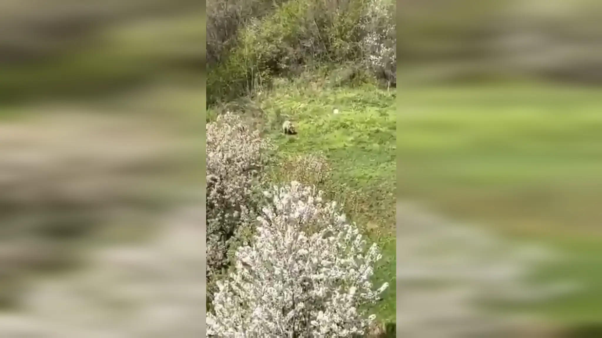 Na snímke medveď, ktorého videli pri Banskej Bystrici.