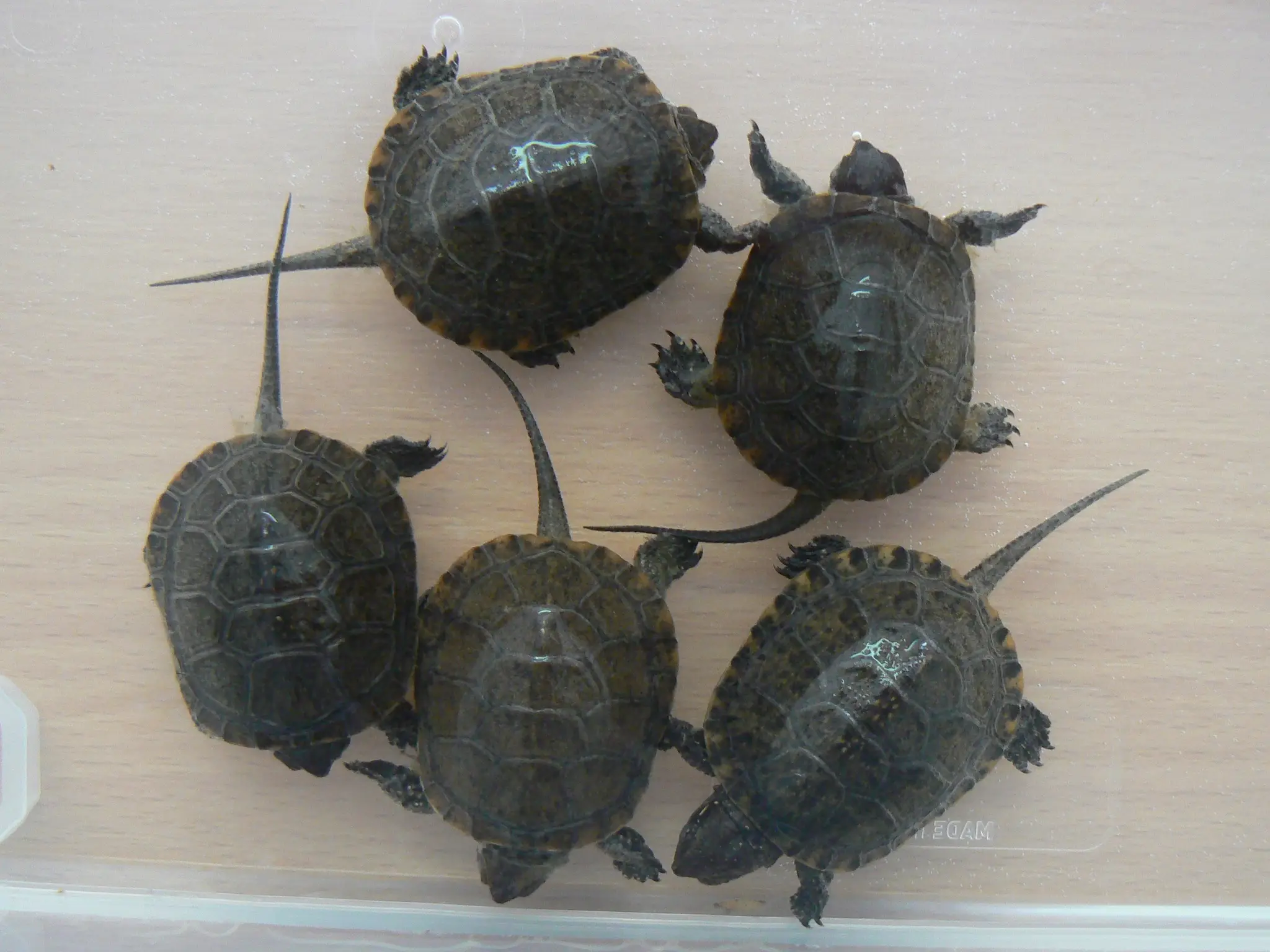 Mláďatá korytnačky močiarnej