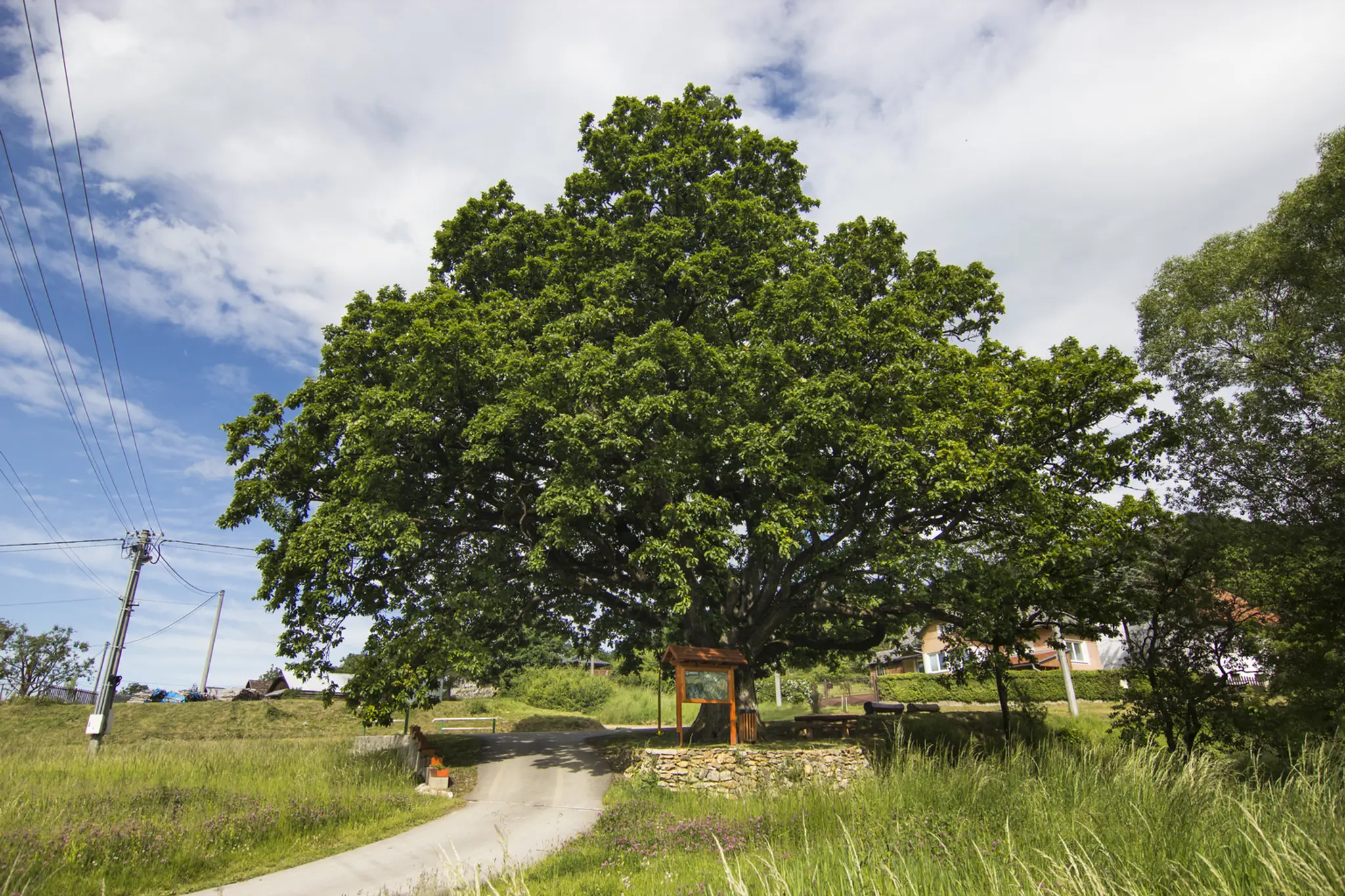 3. Maklura pomarančová, Abrahámsky park, obec Abrahám. (100 rokov).