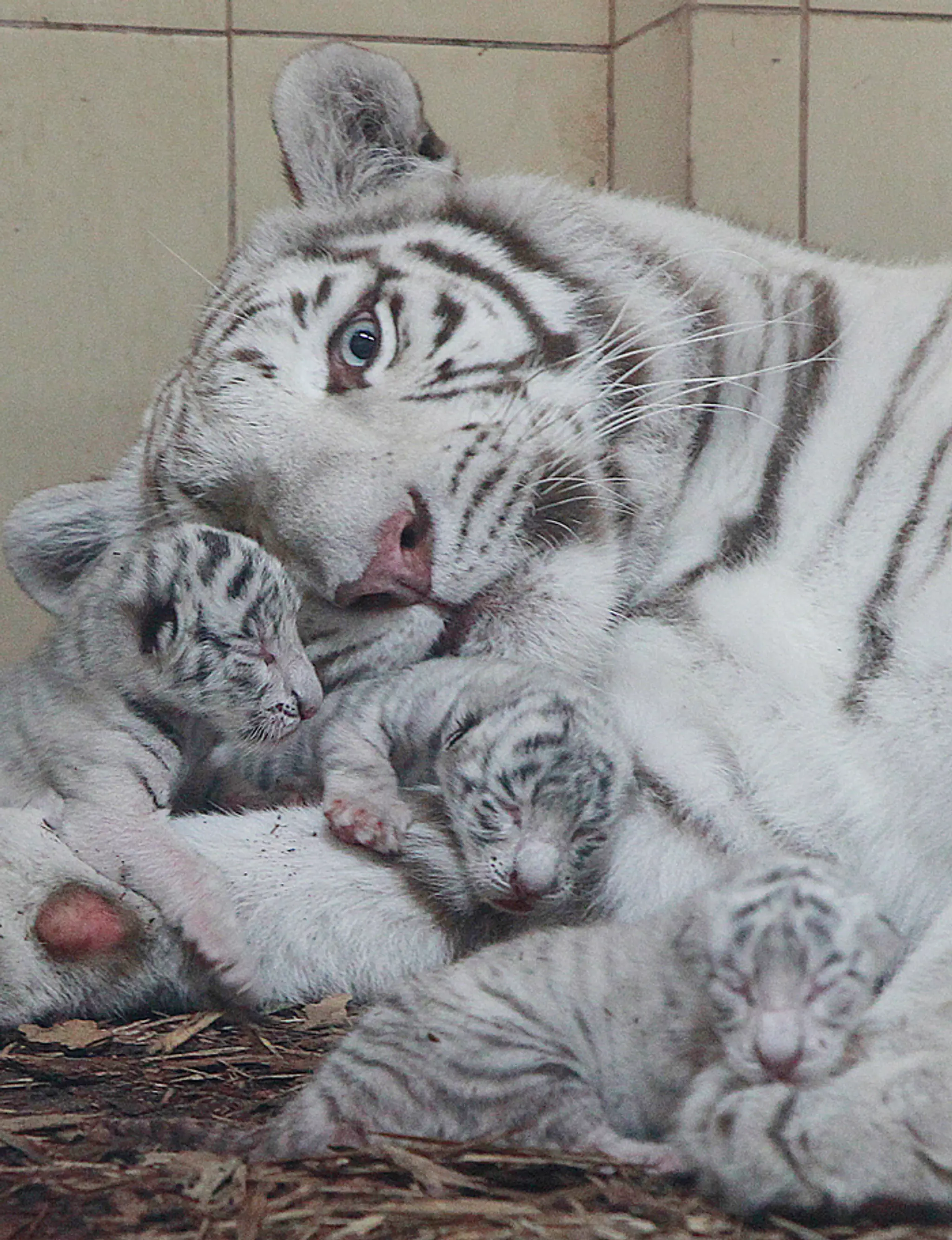 Mri mláďatá bieleho bengálskeho tigra s matkou Mandzi krátko po narodení v súkromnej zoo v poľskom Borysewe.