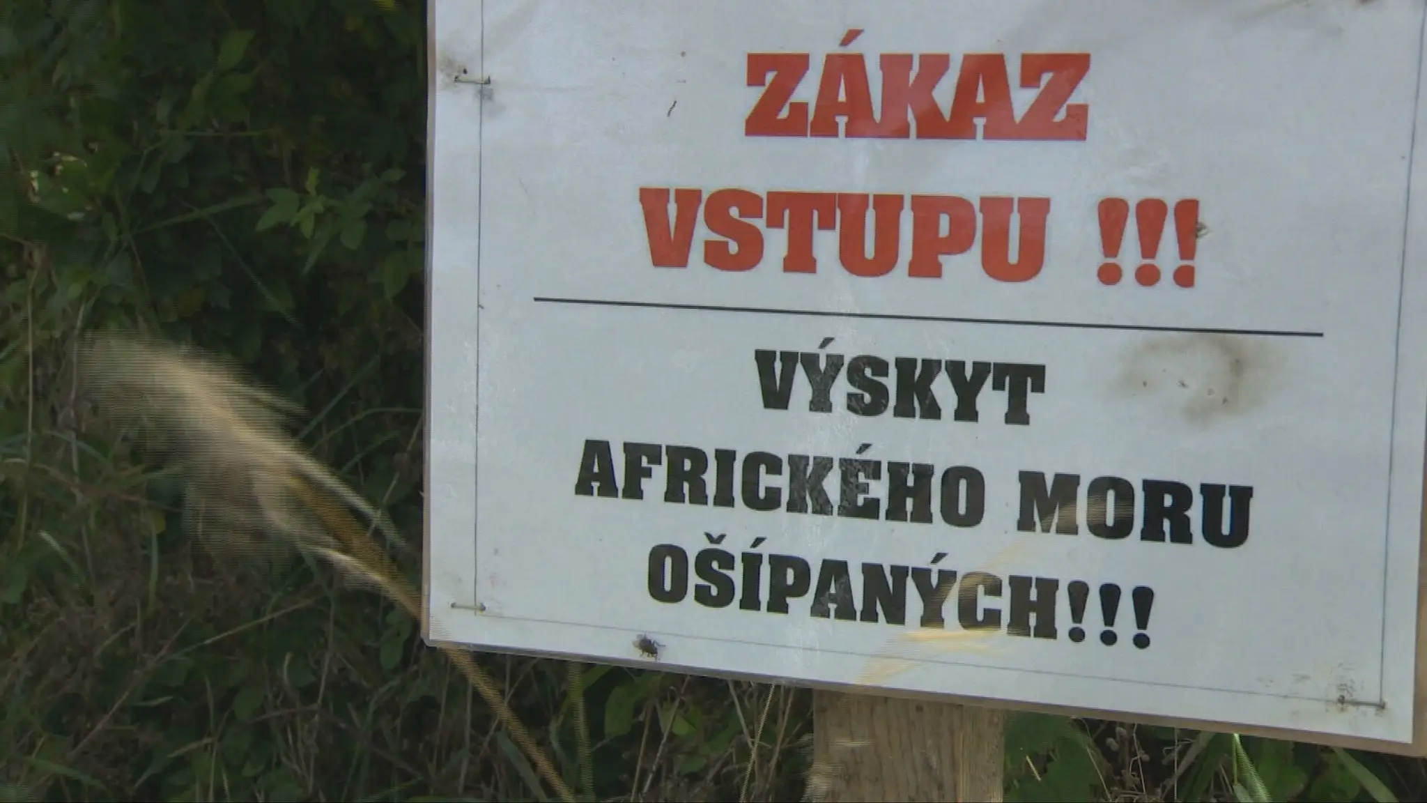 Africký mor ošípaných