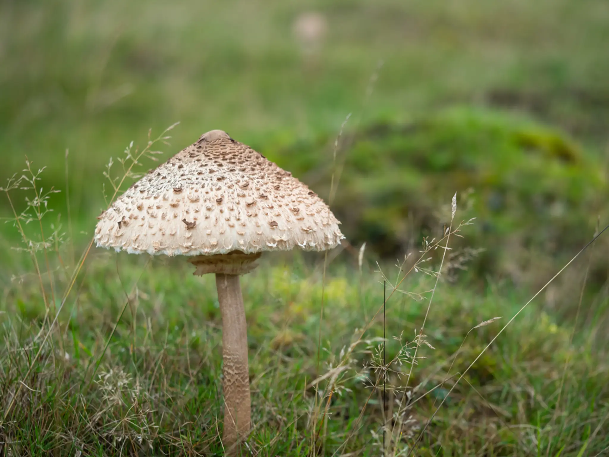 Bedľa vysoká