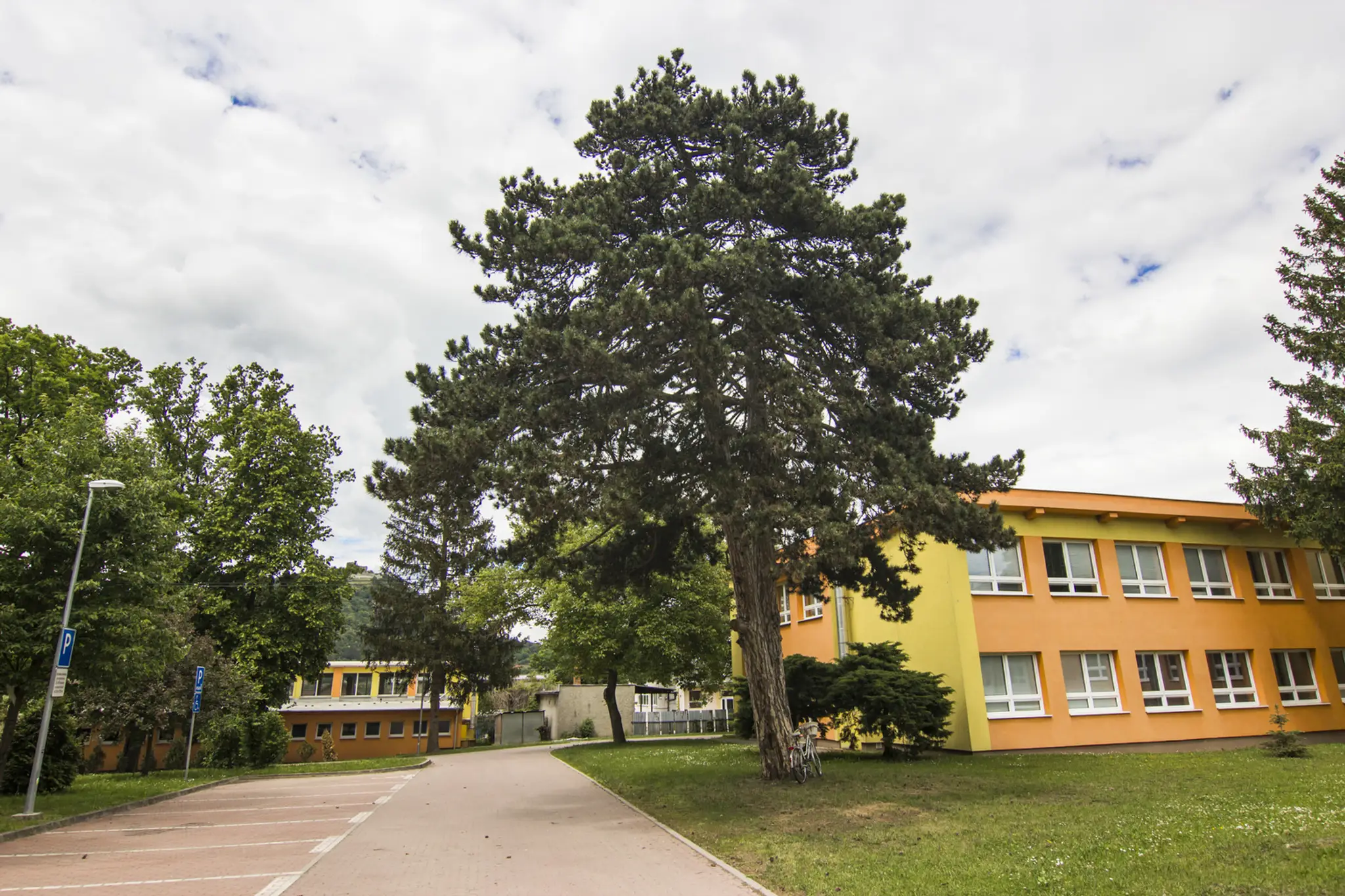 8. Dub letný, Belža. (300 rokov).