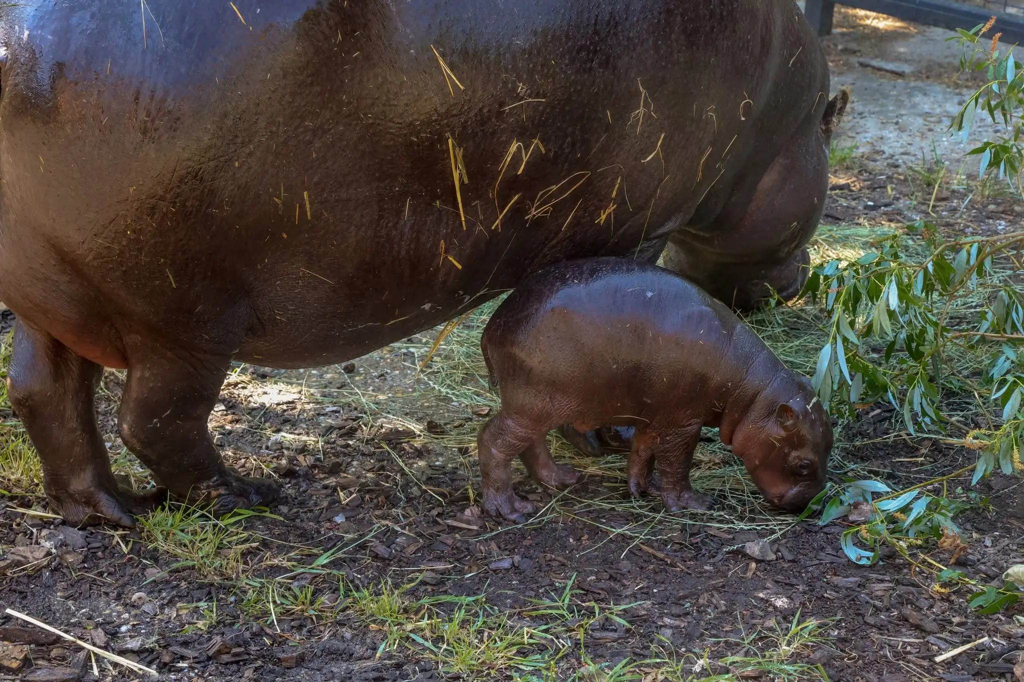 Zoo Bratislava oznámila narodenie samičky hrošíka libérijského.