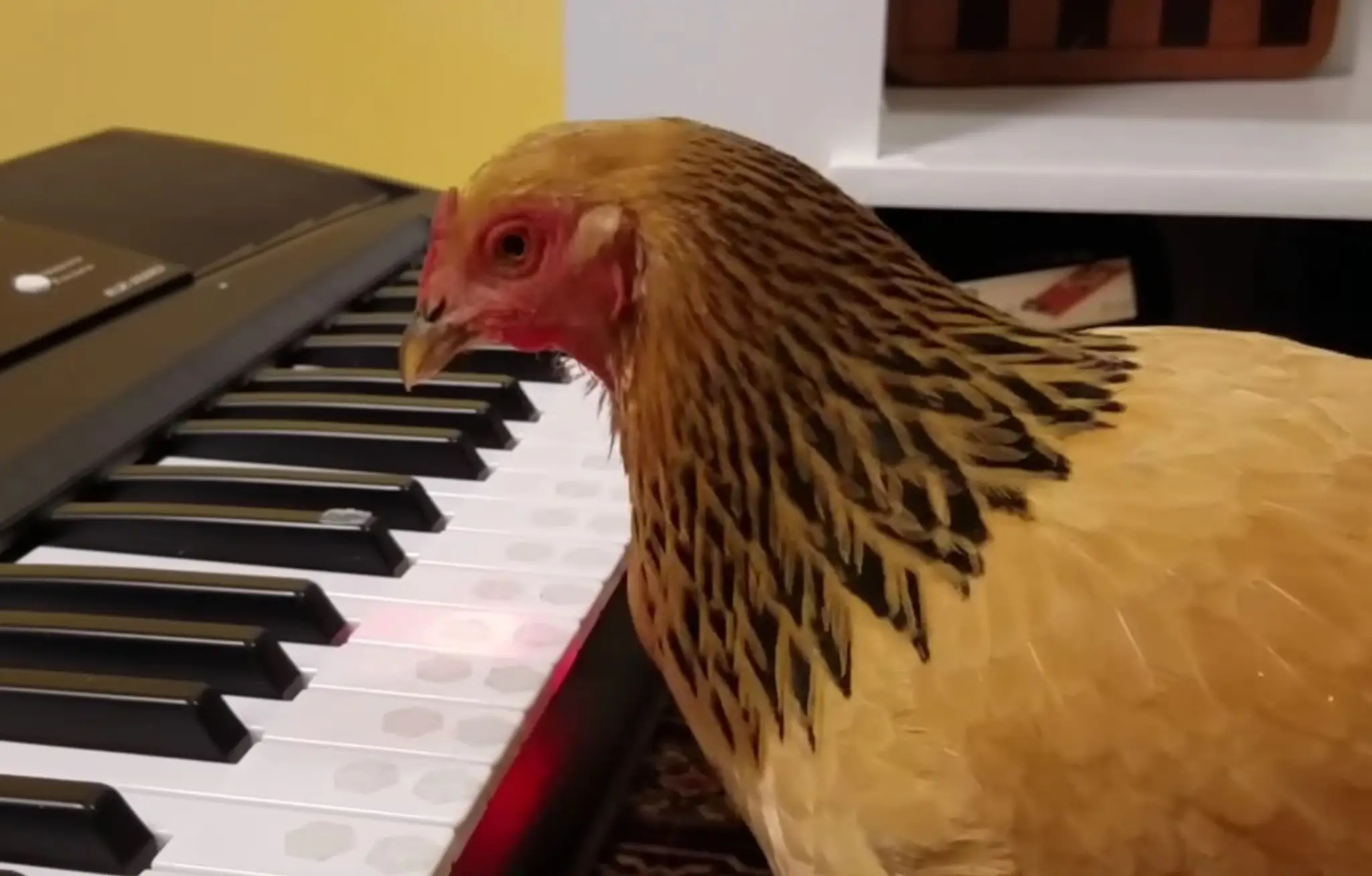 Sliepka hrá na piano.