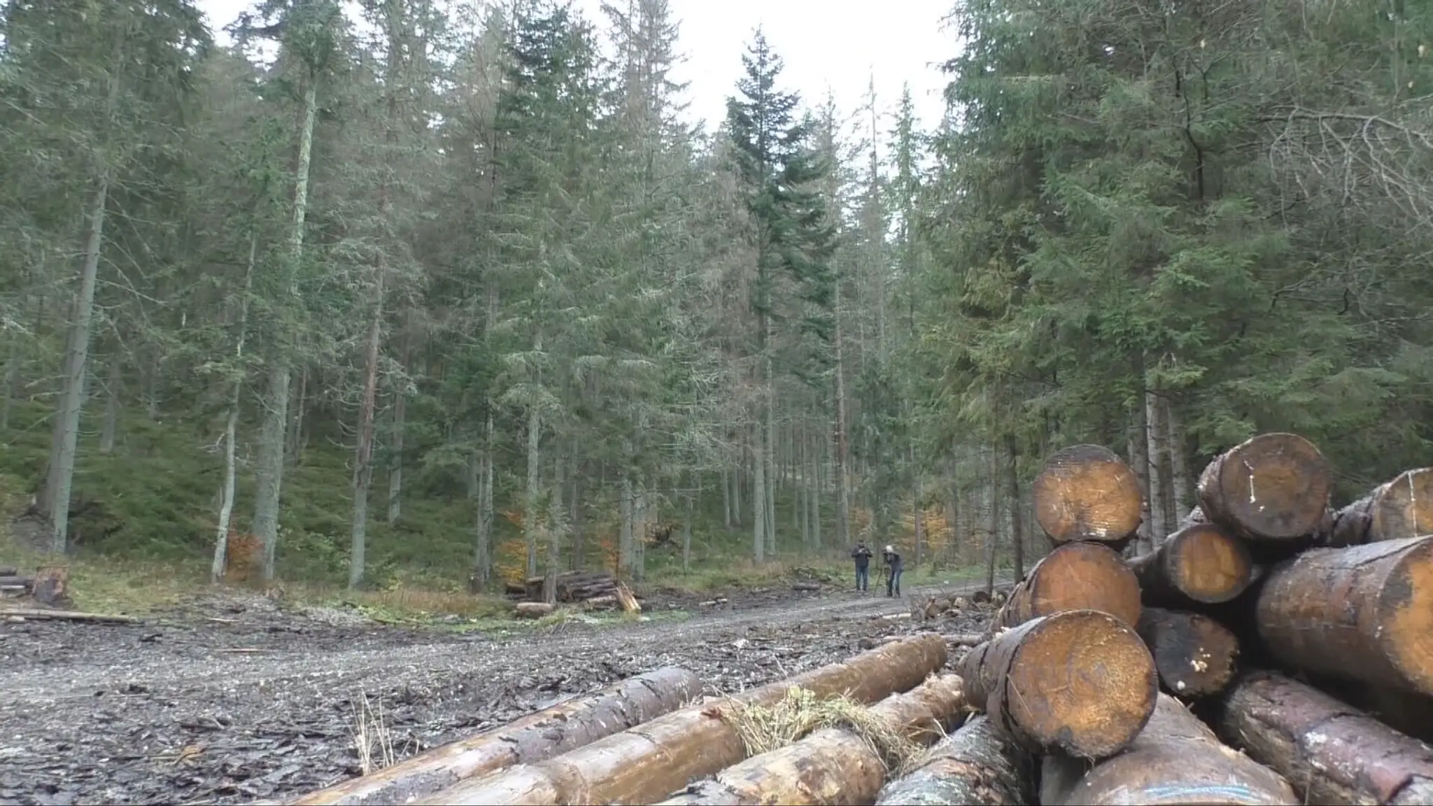 Ťažba dreva v NP Muránska planina.