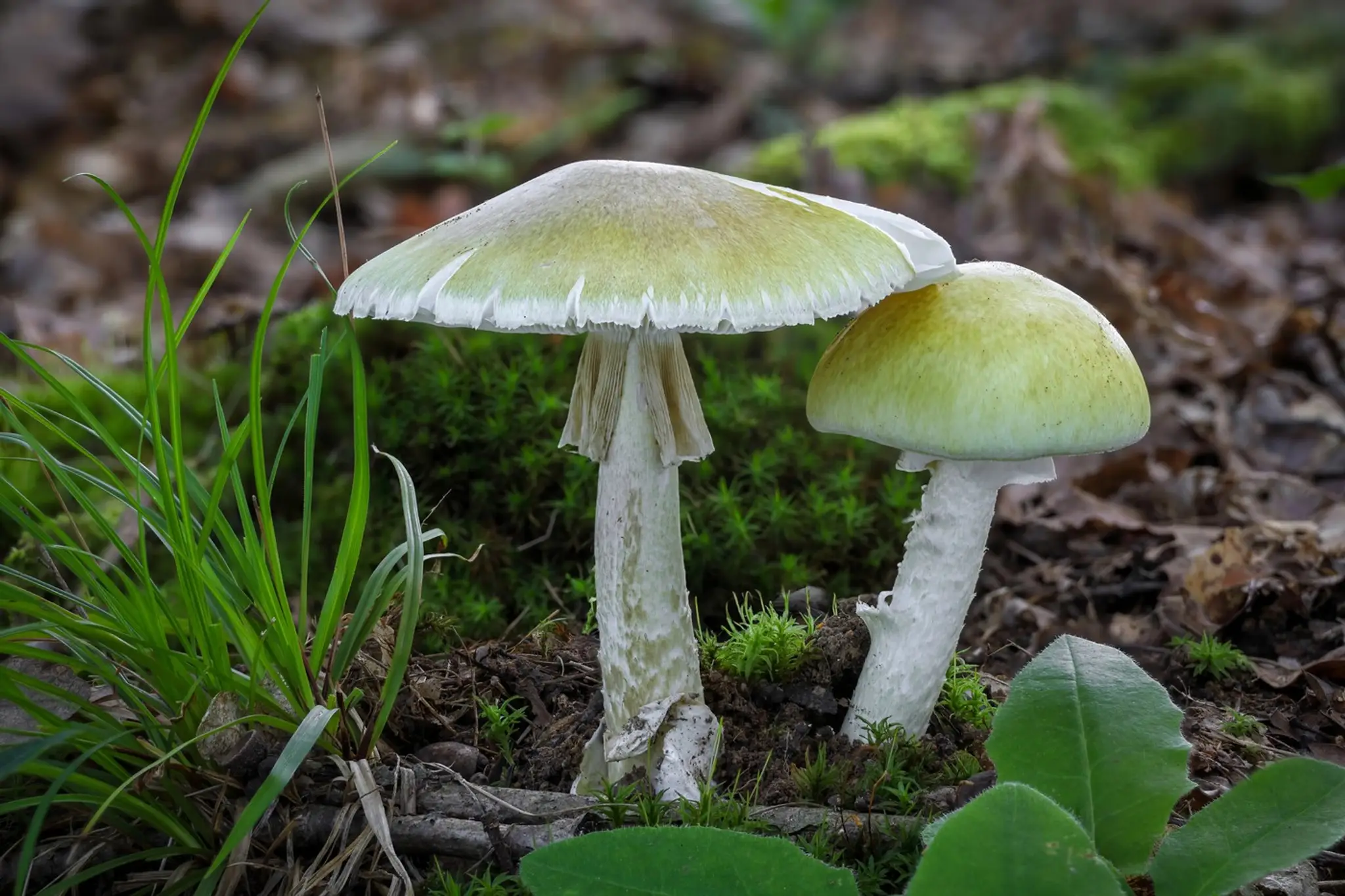 Muchotrávka zelená (Amanita phalloides)