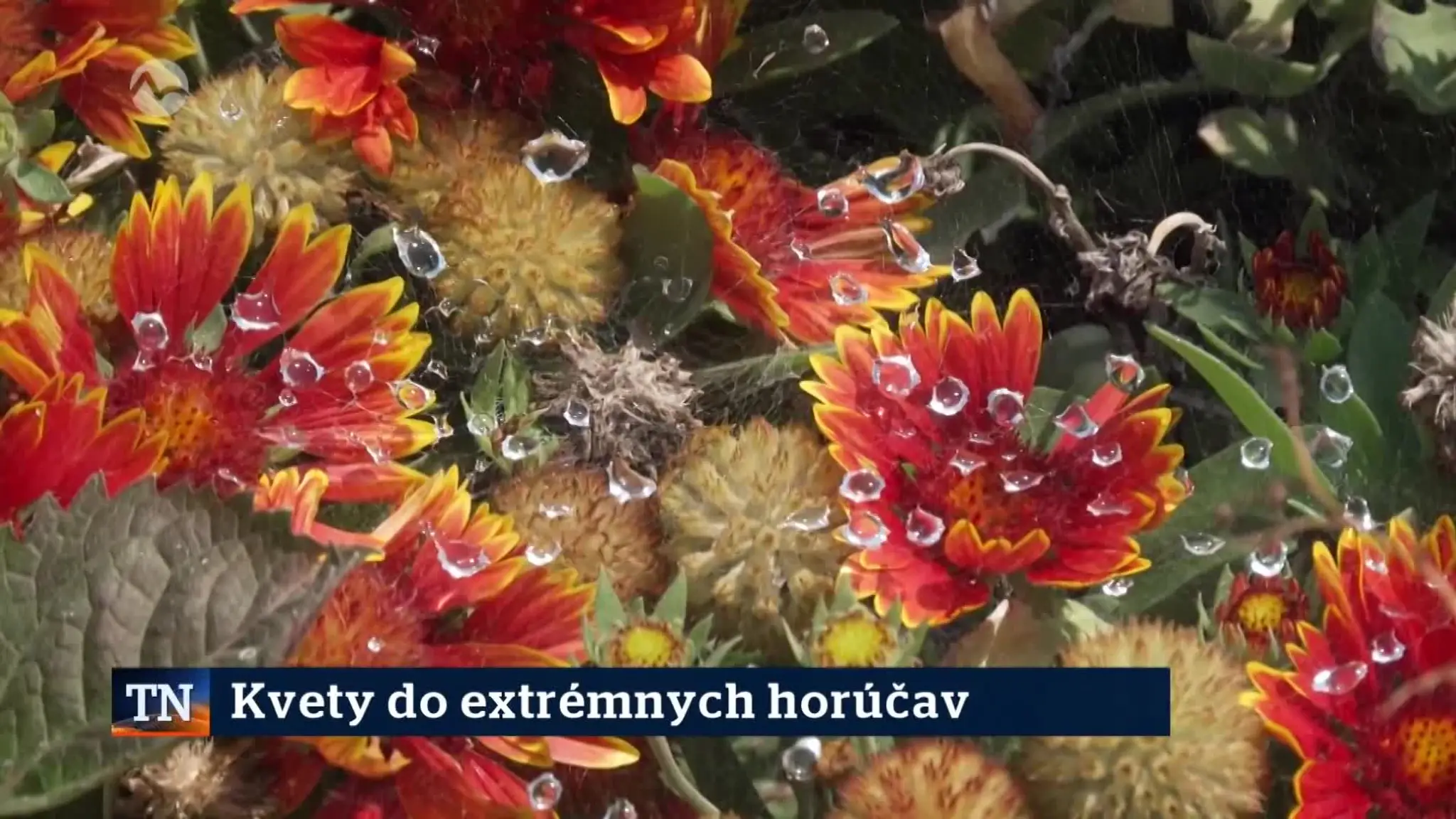 2026-08-06-TN-13-Kvety-do-extremnych-horucav
