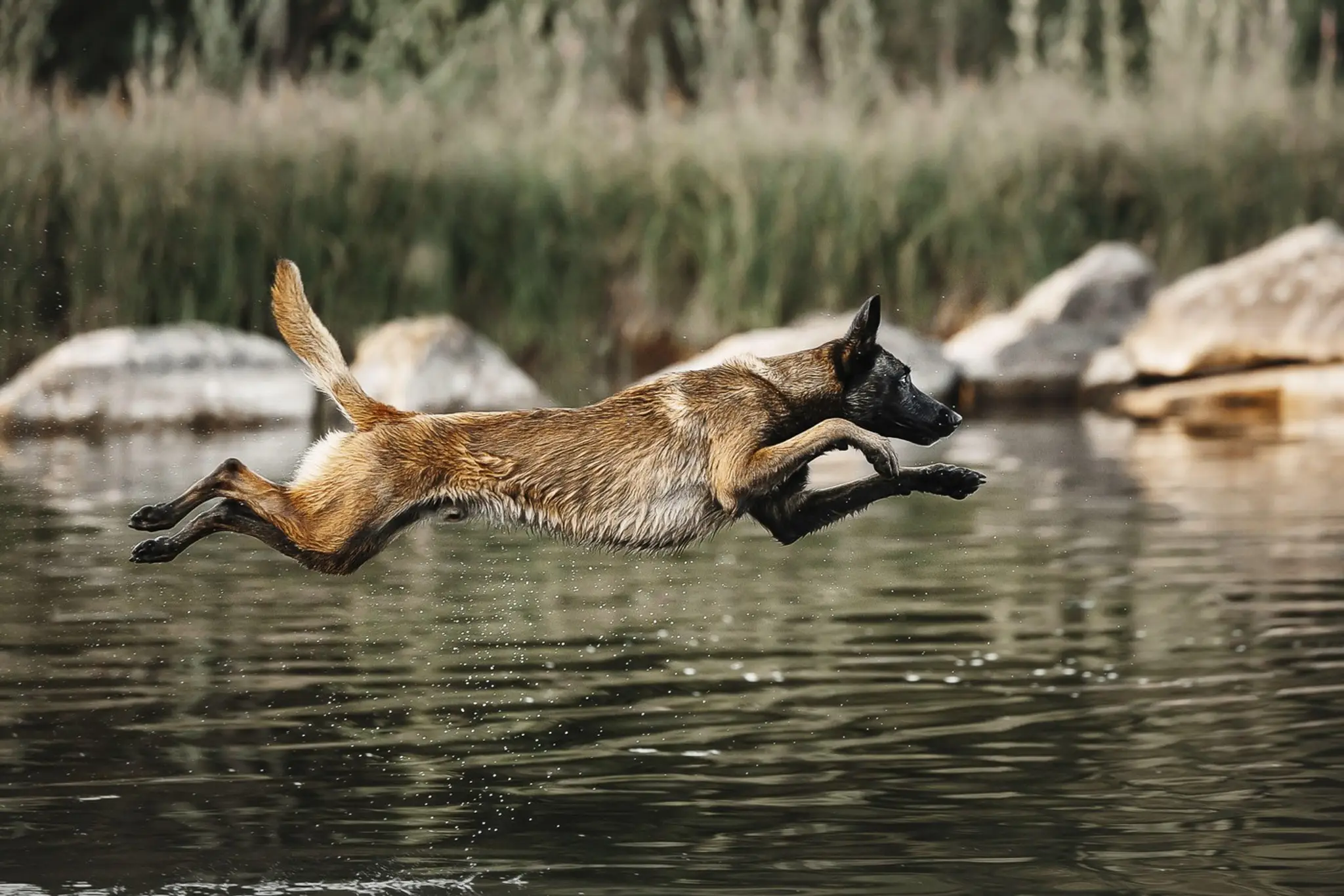 Malinois