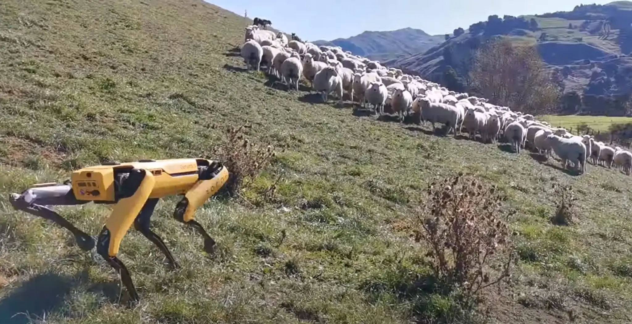 Niekedy ukradne kamoške psa