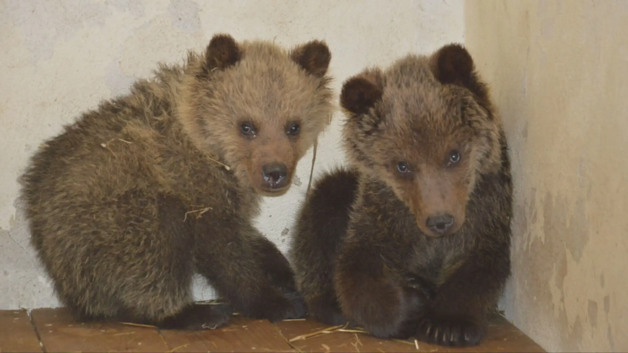 Známe medvede z Bojnickej ZOO našli nový domov