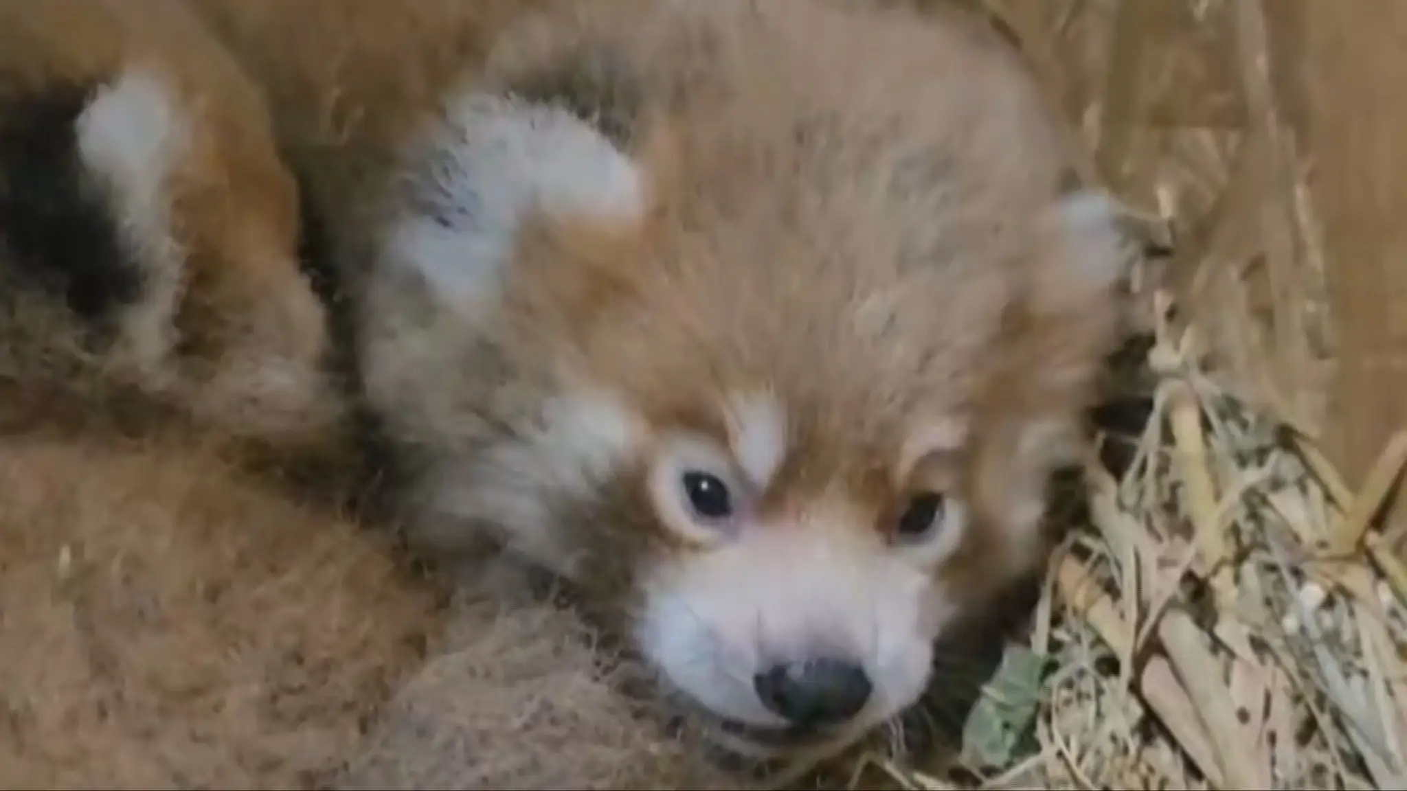 V bojnickej zoologickej záhrade sa narodili pandy červené