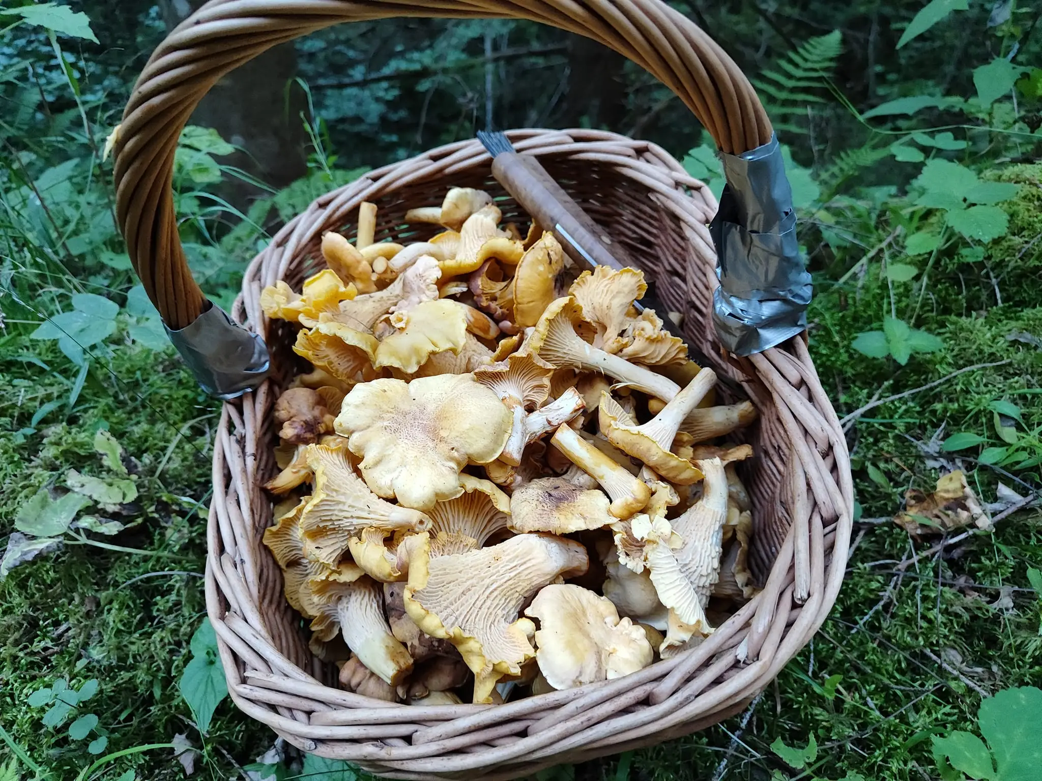 Fero Babiar našiel v Levočských vrchoch kôš plný kuriatok.