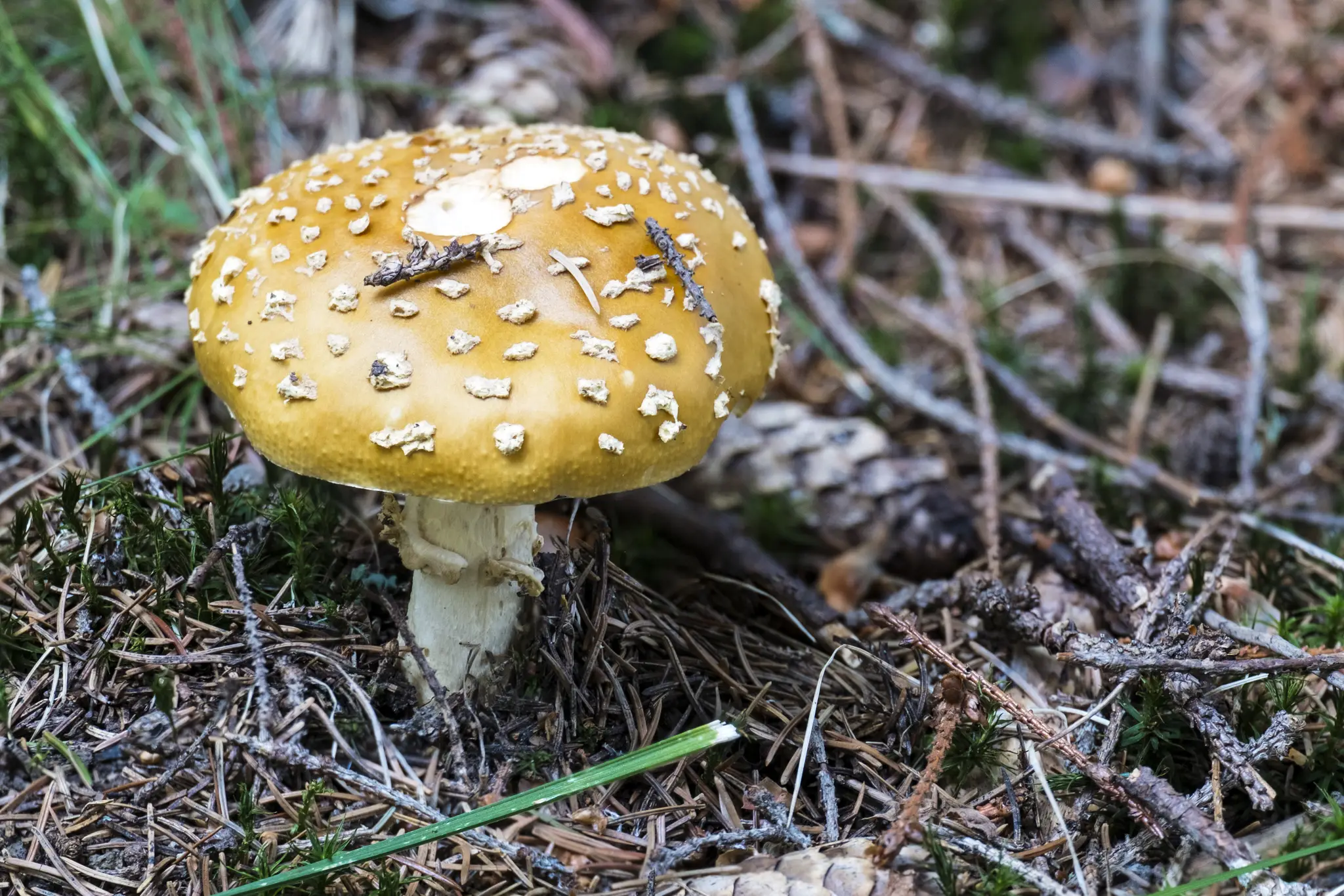 Muchotrávka kráľovská.