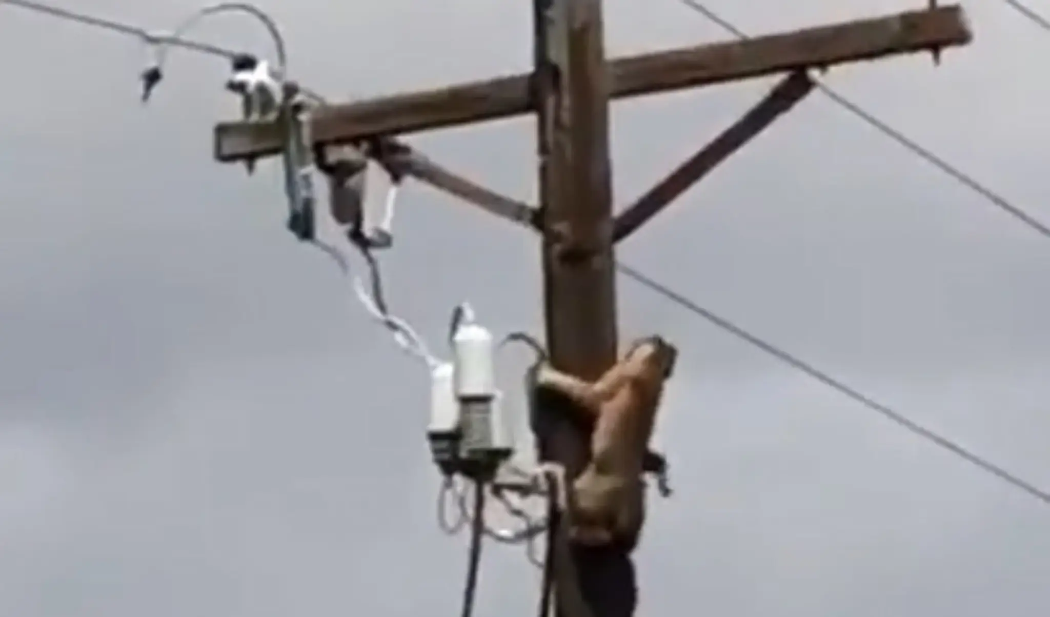 Rys a puma bojujú o teritórium na elektrickom stĺpe.