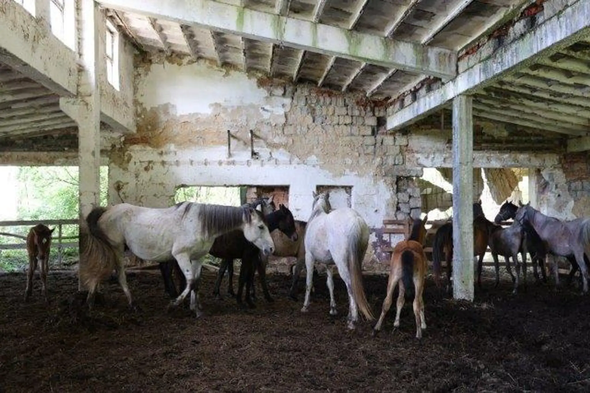 Muž choval kone bez zabezpečenia základnej starostlivosti.