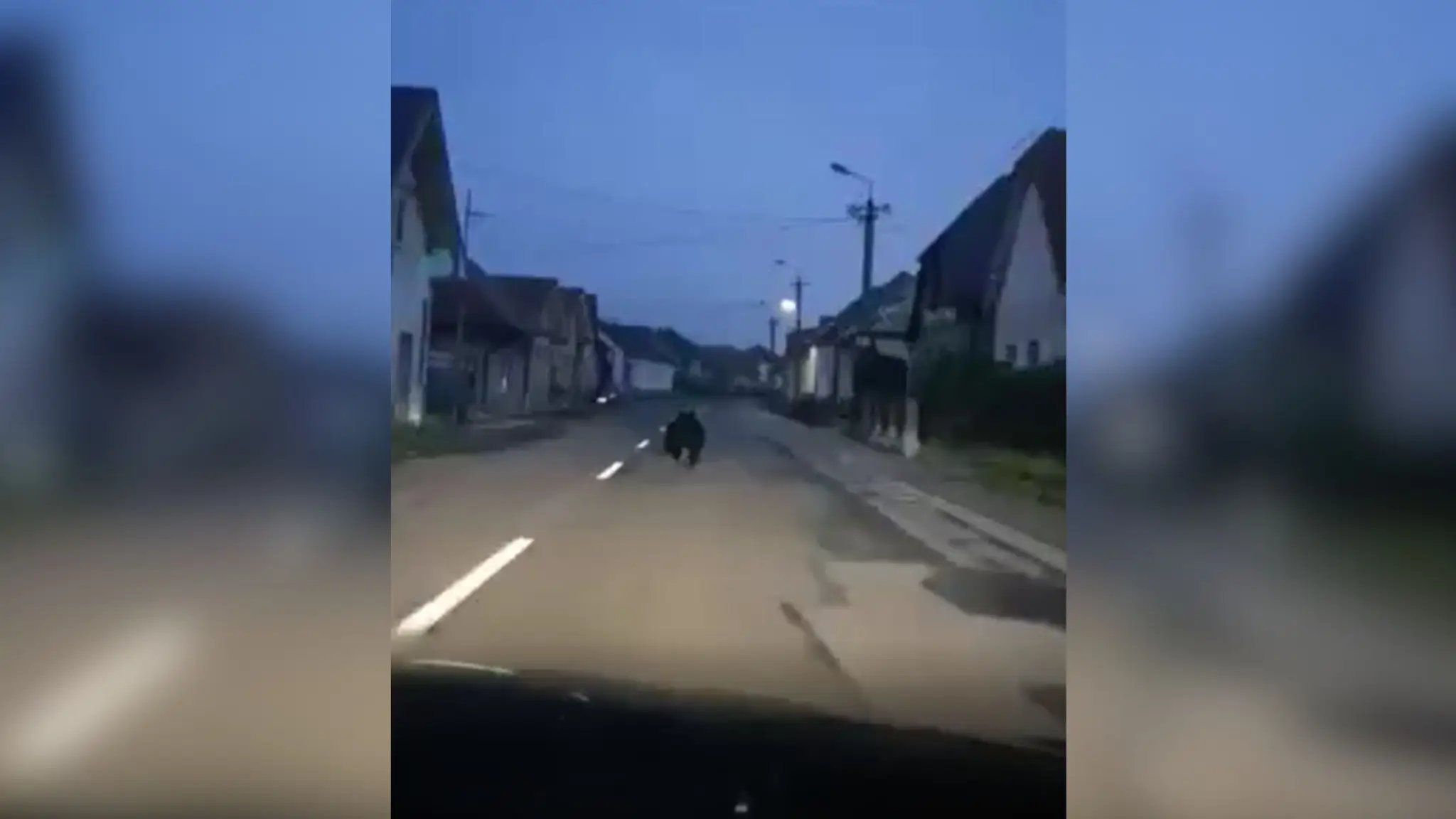 Medveď