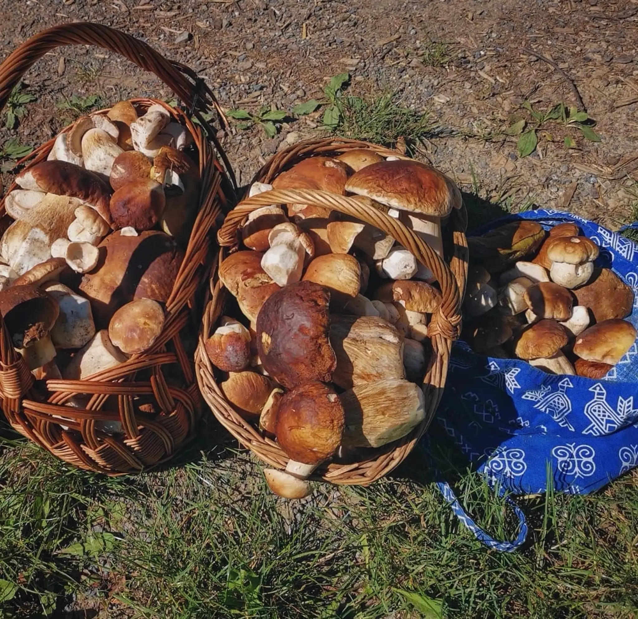 Sen každého hubára - úlovky patria Dominike Pišojovej v Lysej pod Makytou.