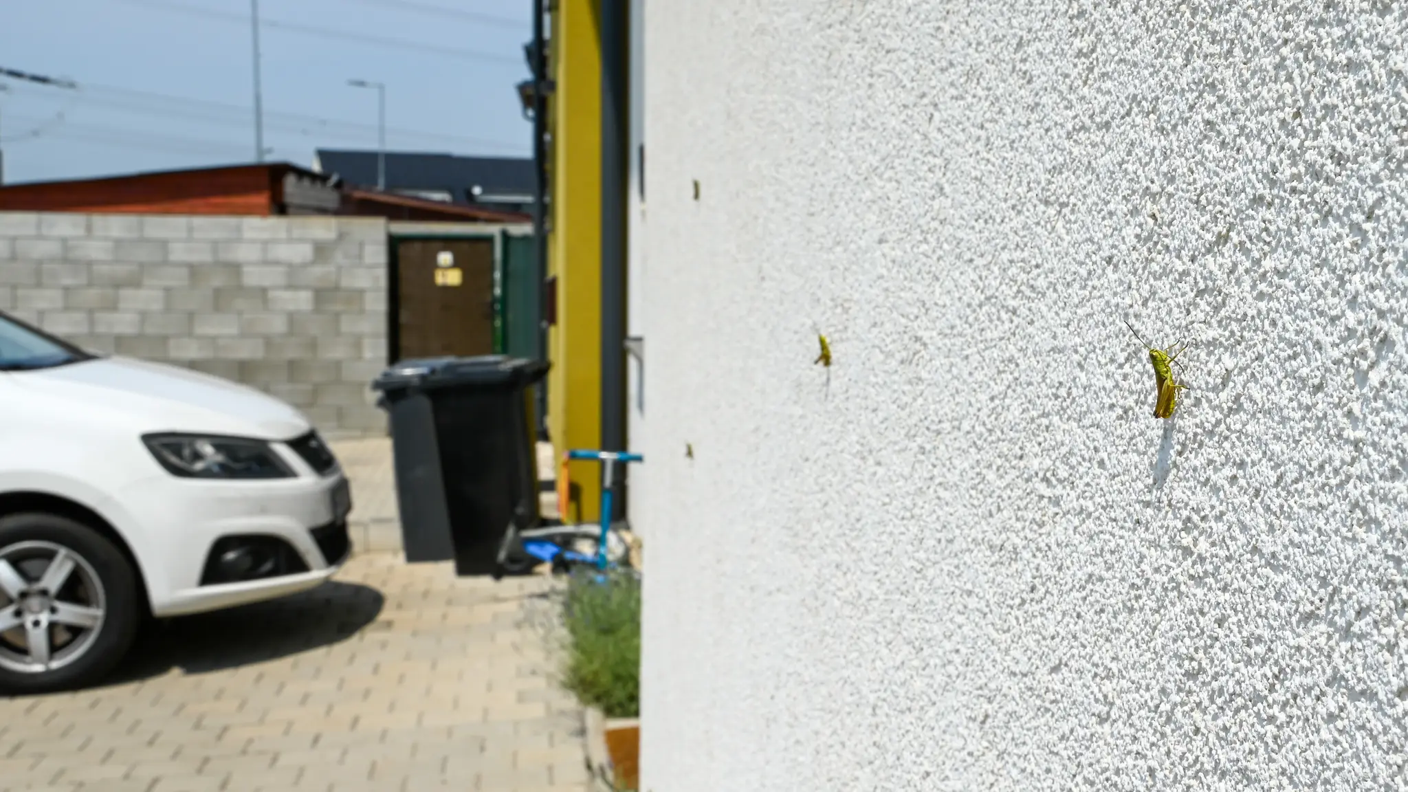 Lúčne koníky v Stupave a okolí