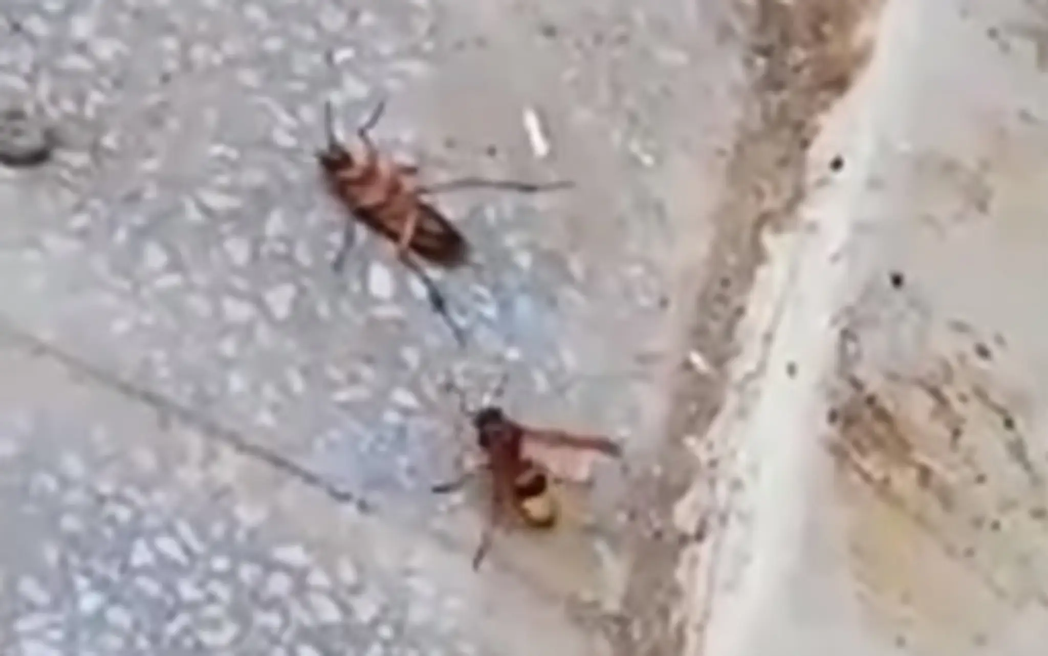Súboj medzi osou a švábom.