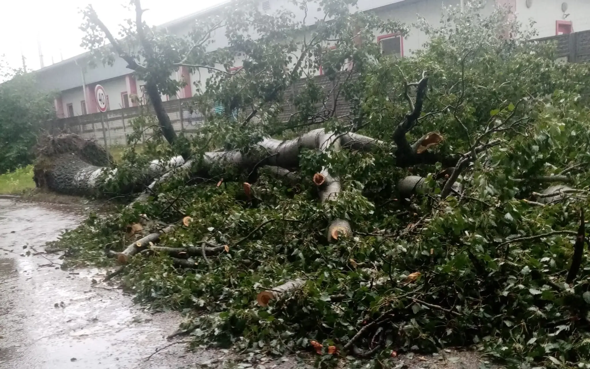 Vyvrátený strom vo Vrakuni