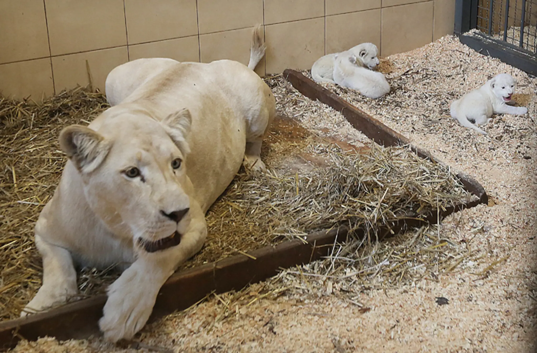 Tri mláďatá vzácnych bielych levíčat s matkou Azirou v súkromnej zoologickej záhrade v poľskom Borysewe.
