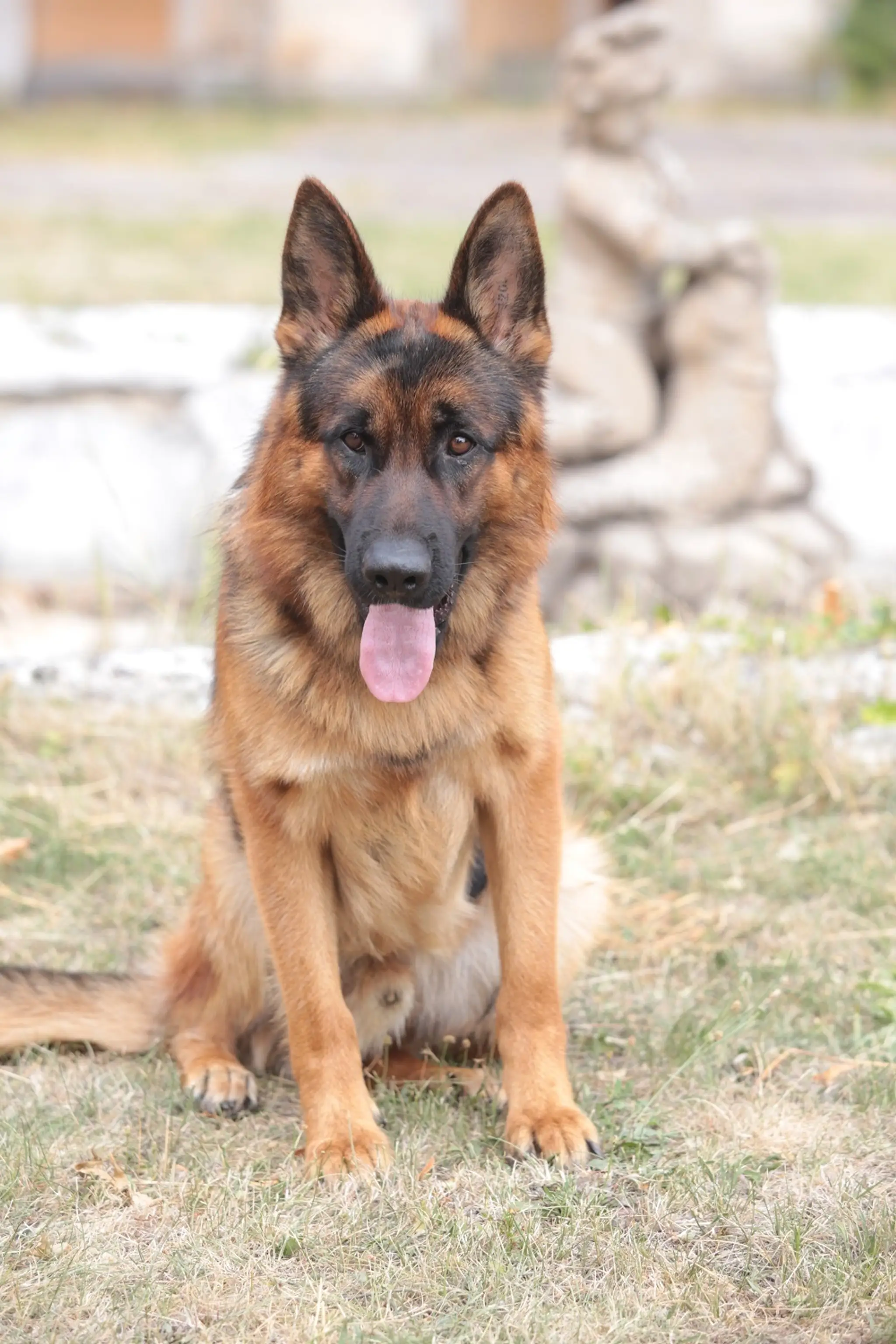 Rex
